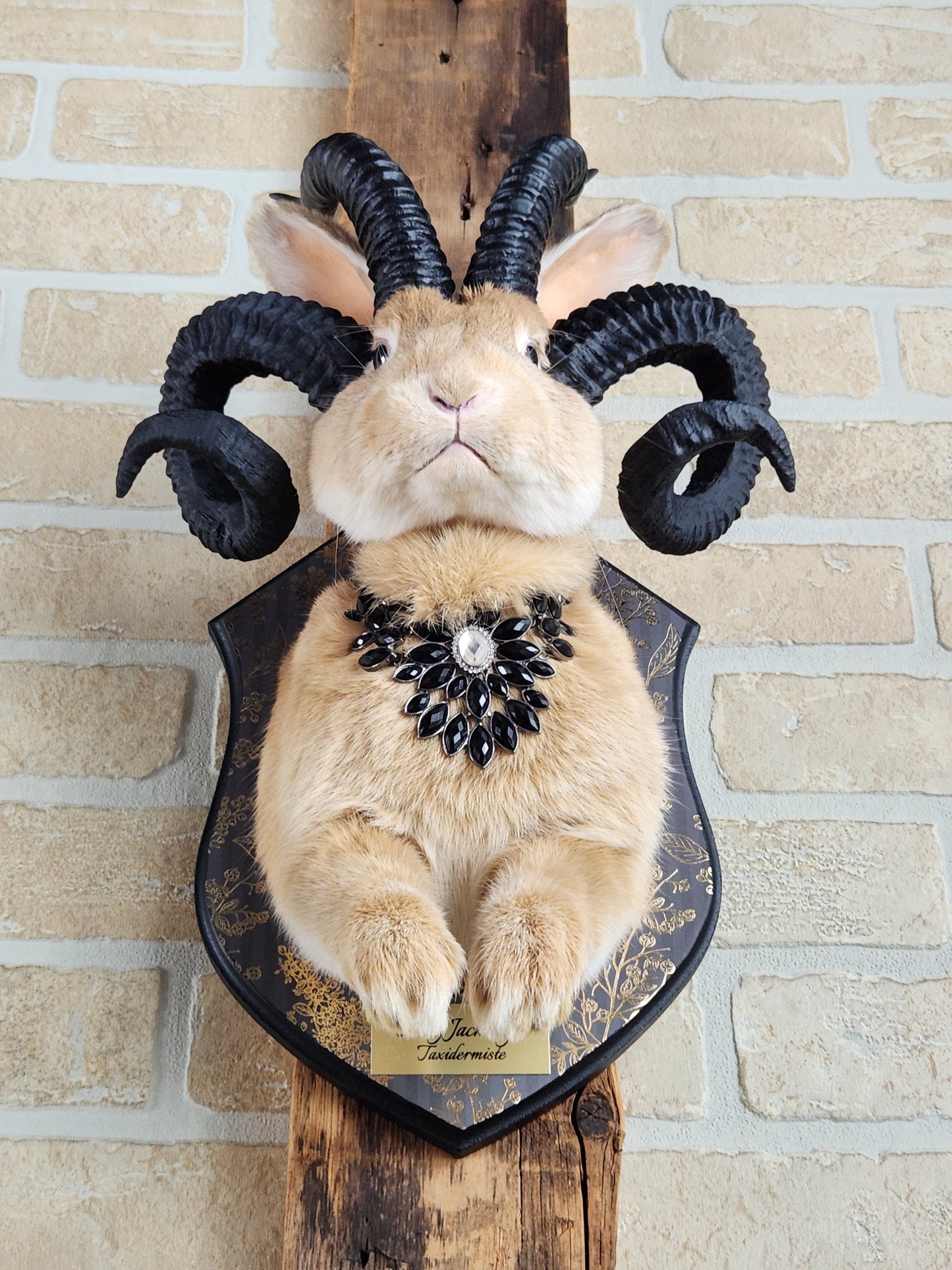 Golden Jackalope taxidermy with 4 horns with golden decorated plaque.