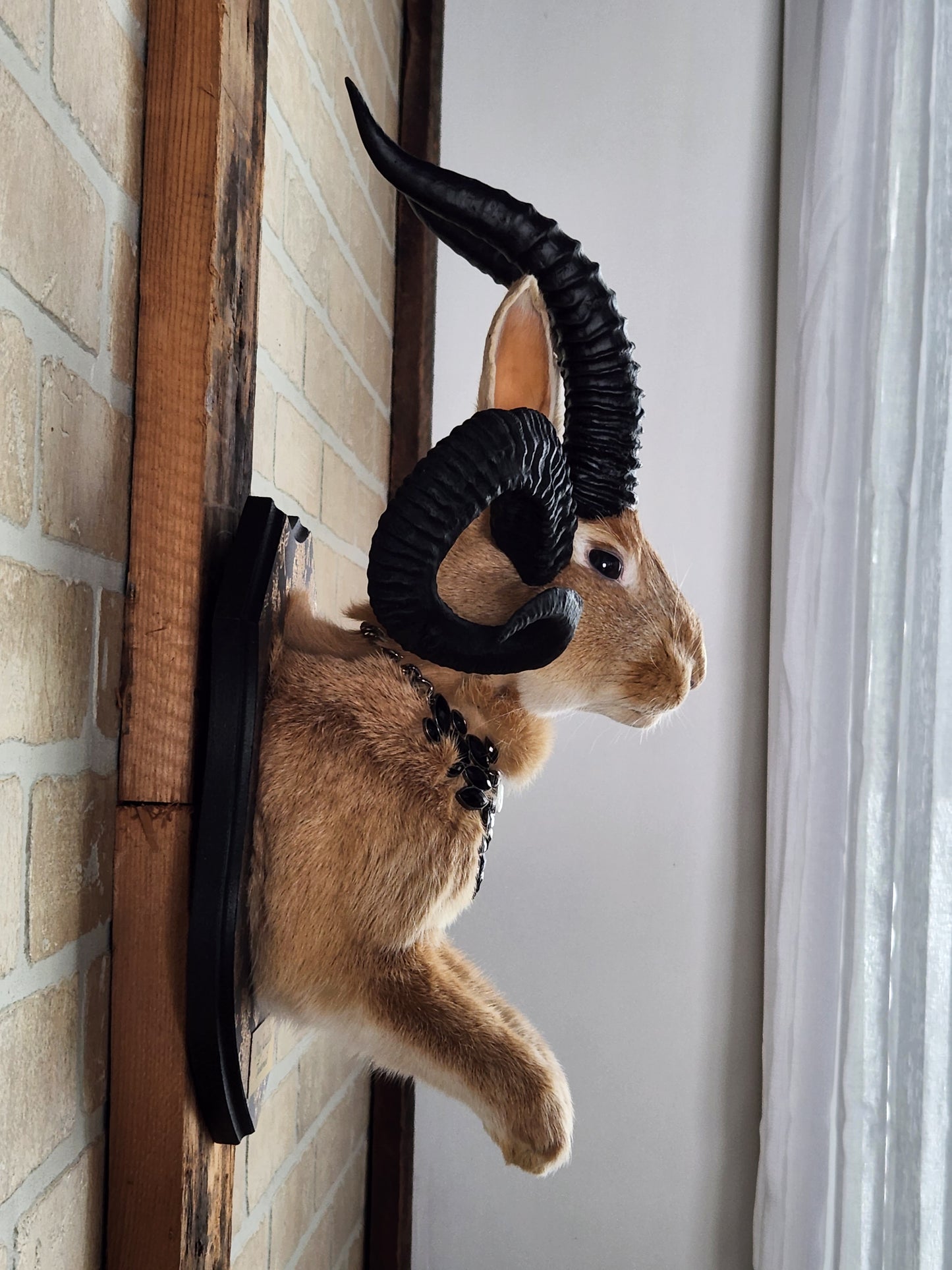 Golden Jackalope taxidermy with 4 horns with golden decorated plaque.
