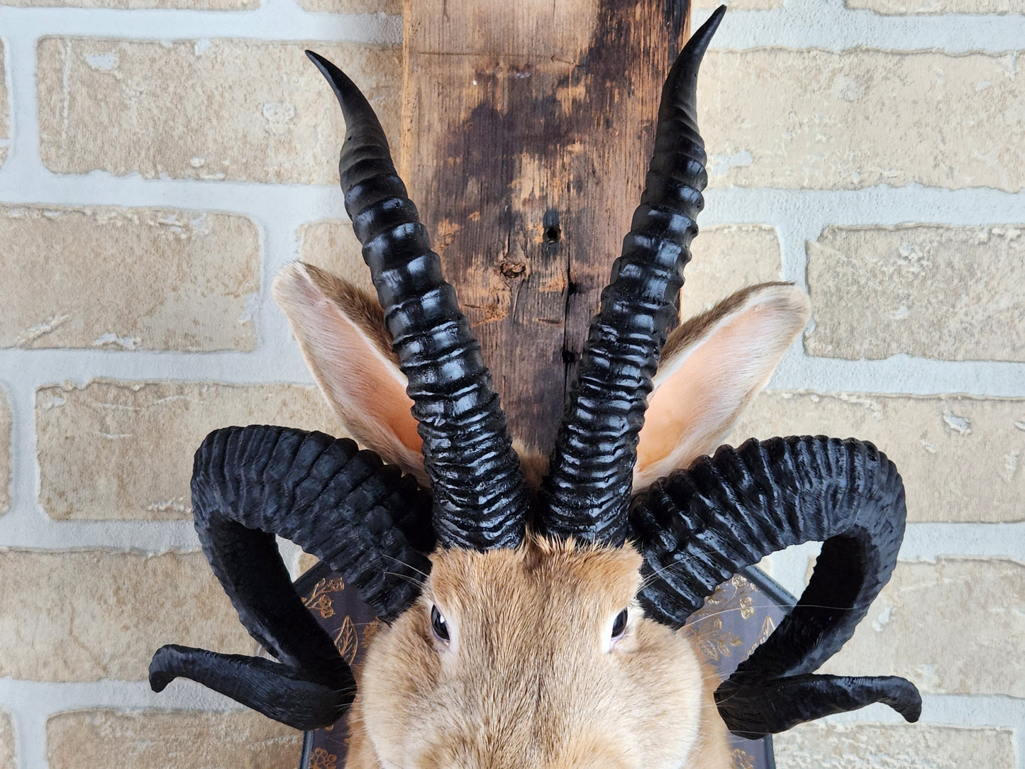 Golden Jackalope taxidermy with 4 horns with golden decorated plaque.