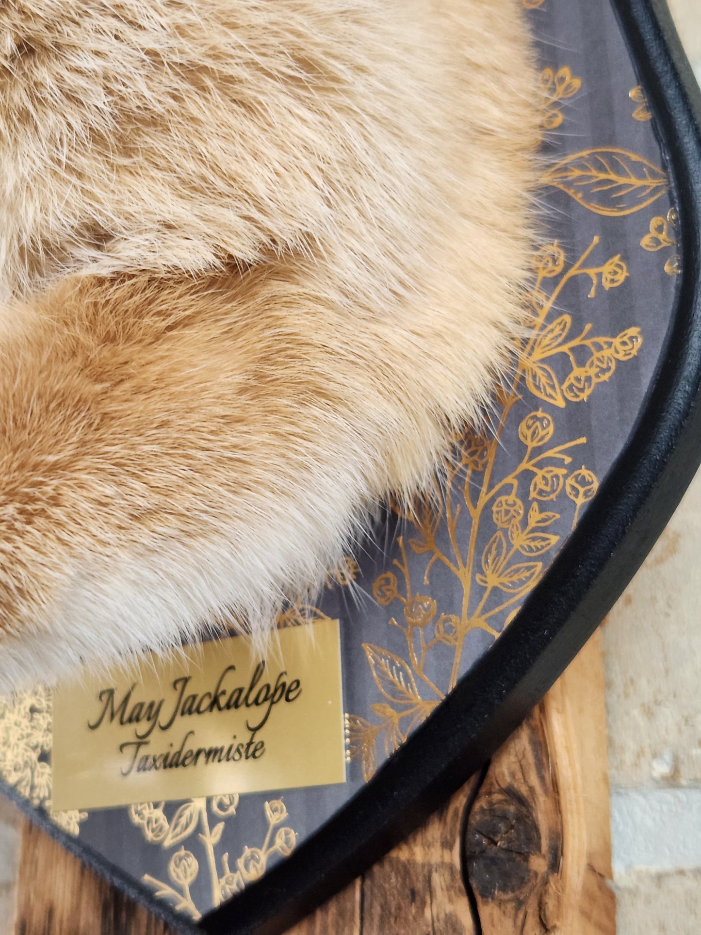 Golden Jackalope taxidermy with 4 horns with golden decorated plaque.