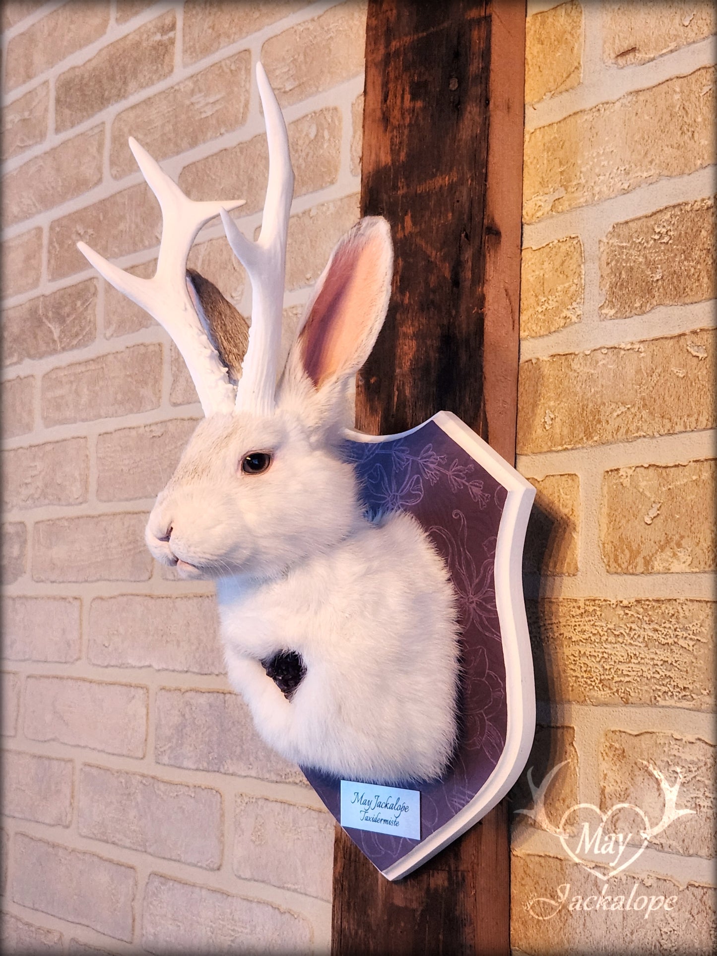 White Jackalope taxidermy with white antlers replica & real amethyst heart