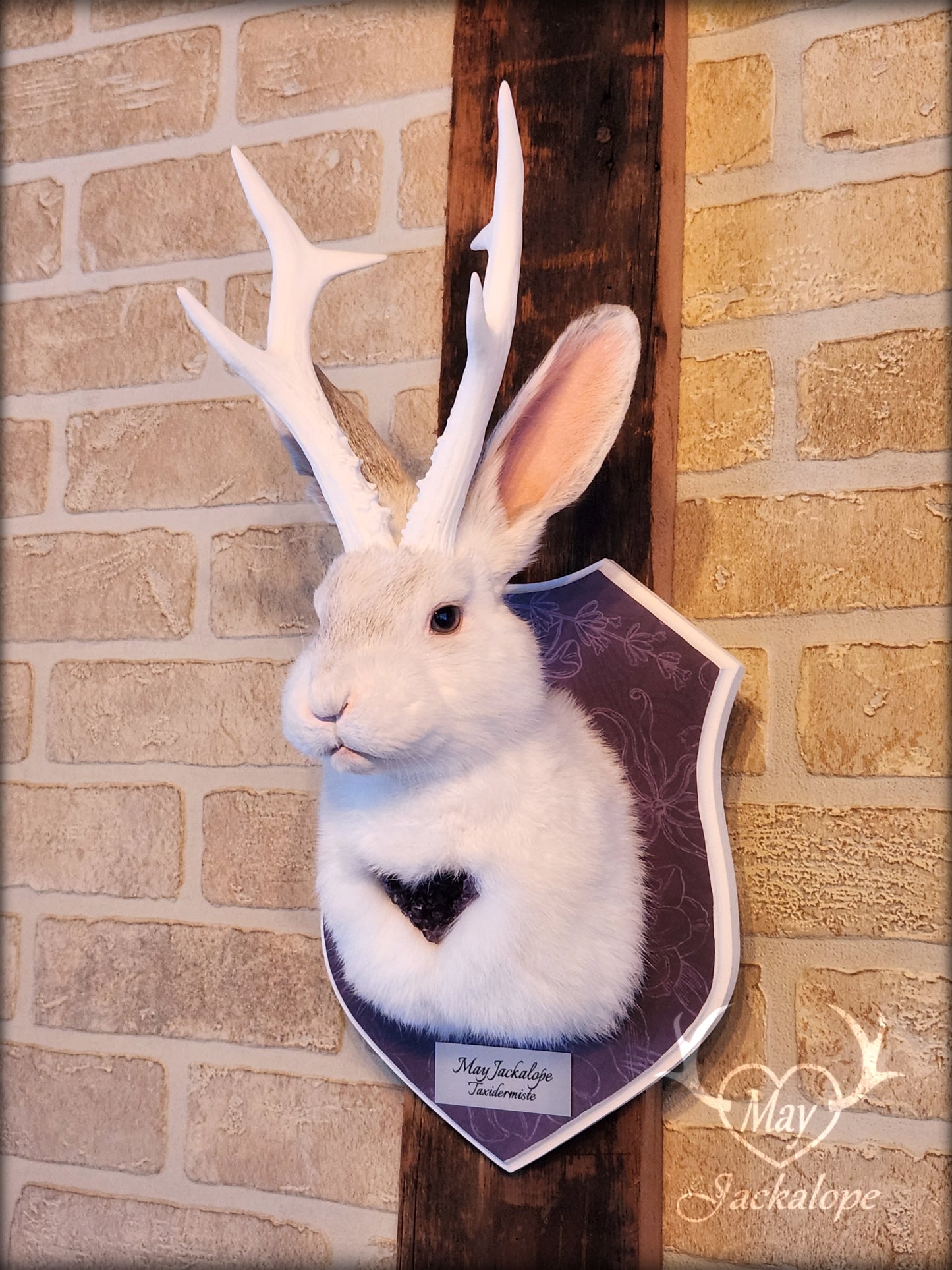White Jackalope taxidermy with white antlers replica & real amethyst heart