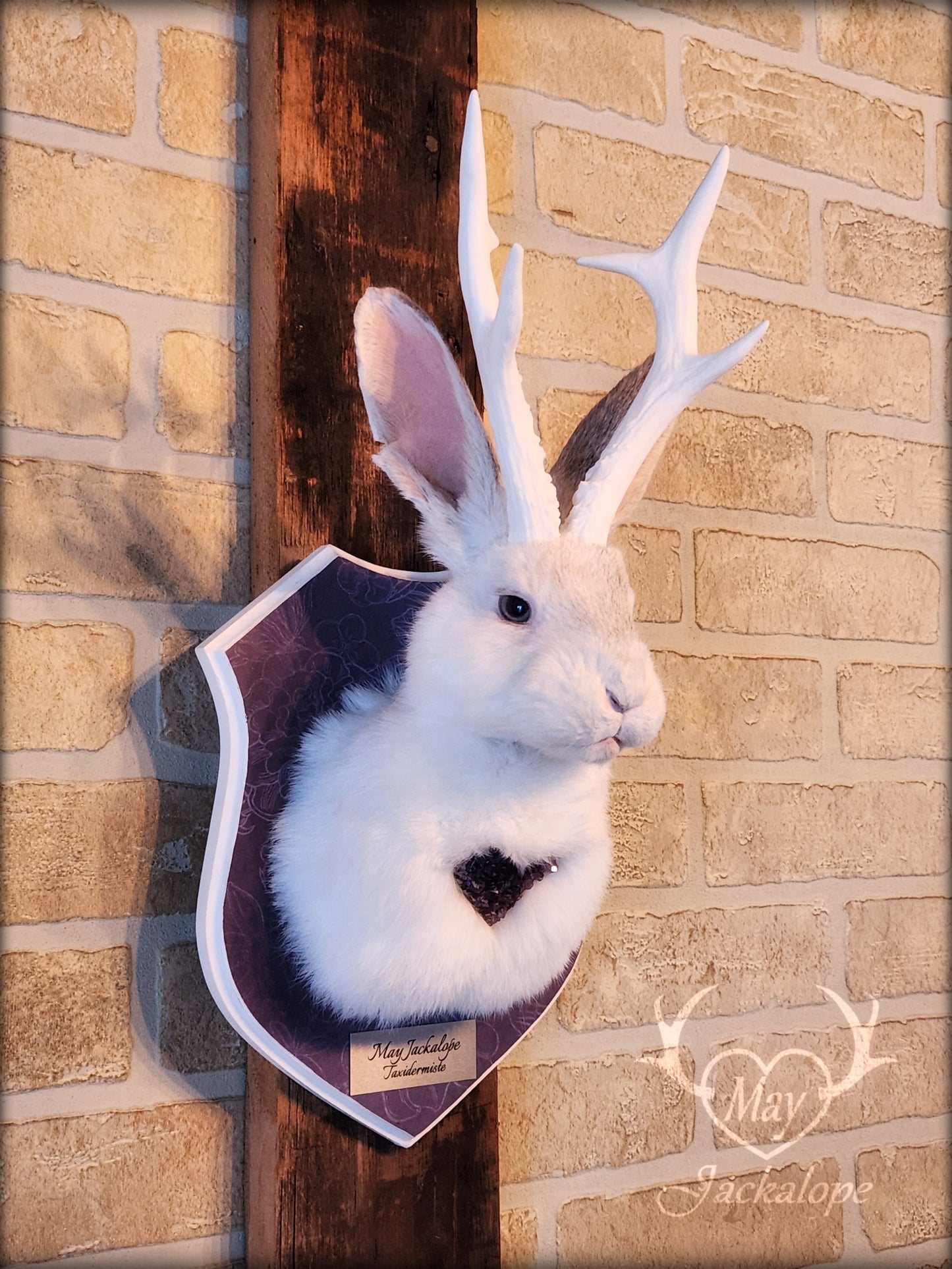 White Jackalope taxidermy with white antlers replica & real amethyst heart
