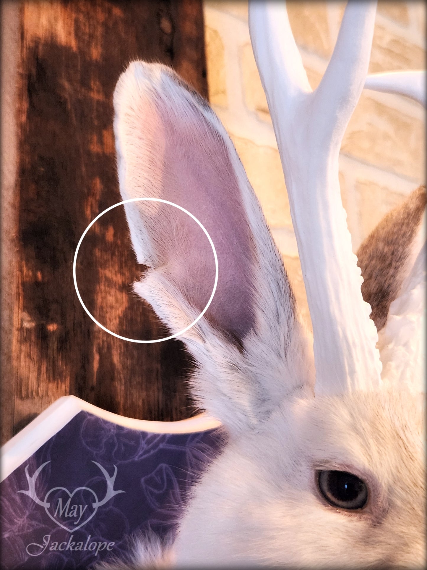 White Jackalope taxidermy with white antlers replica & real amethyst heart
