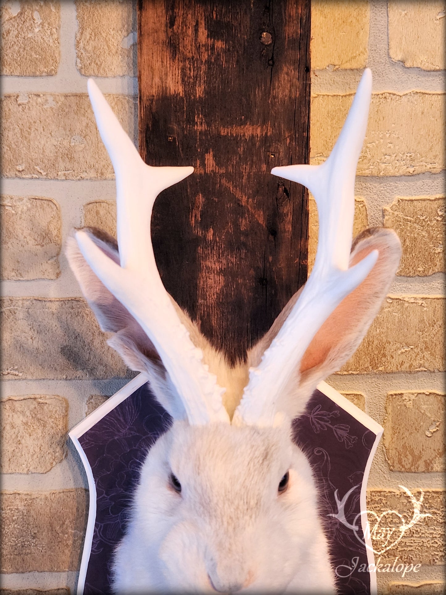 White Jackalope taxidermy with white antlers replica & real amethyst heart