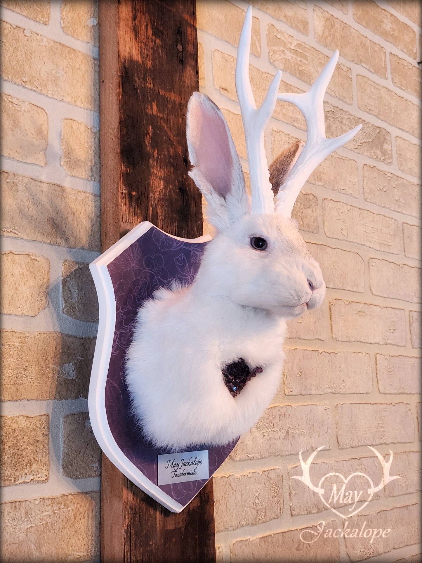 White Jackalope taxidermy with white antlers replica & real amethyst heart