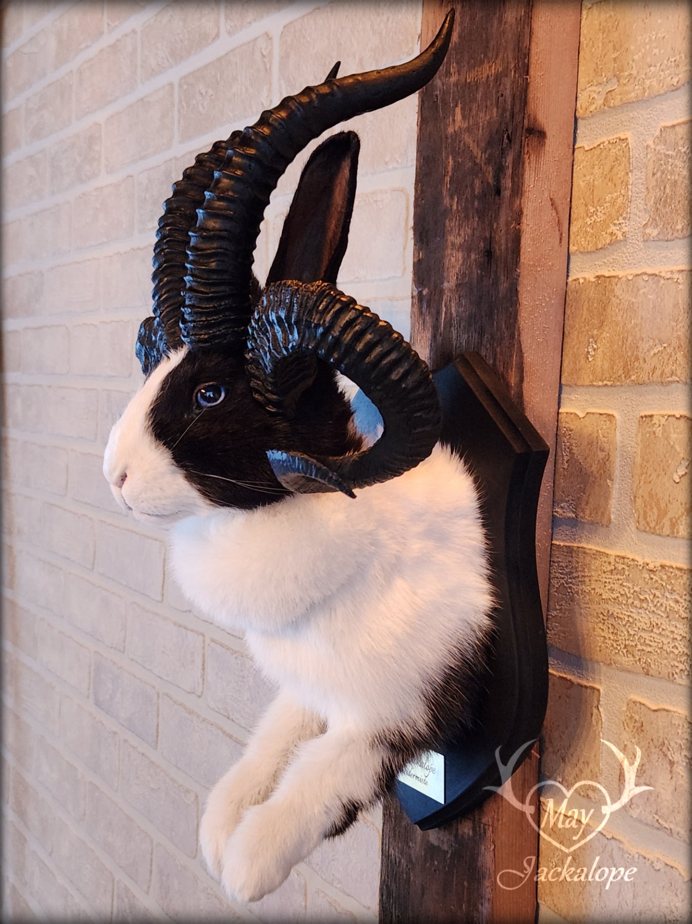 Black and White Jackalope taxidermy with 4 horns & blue eyes