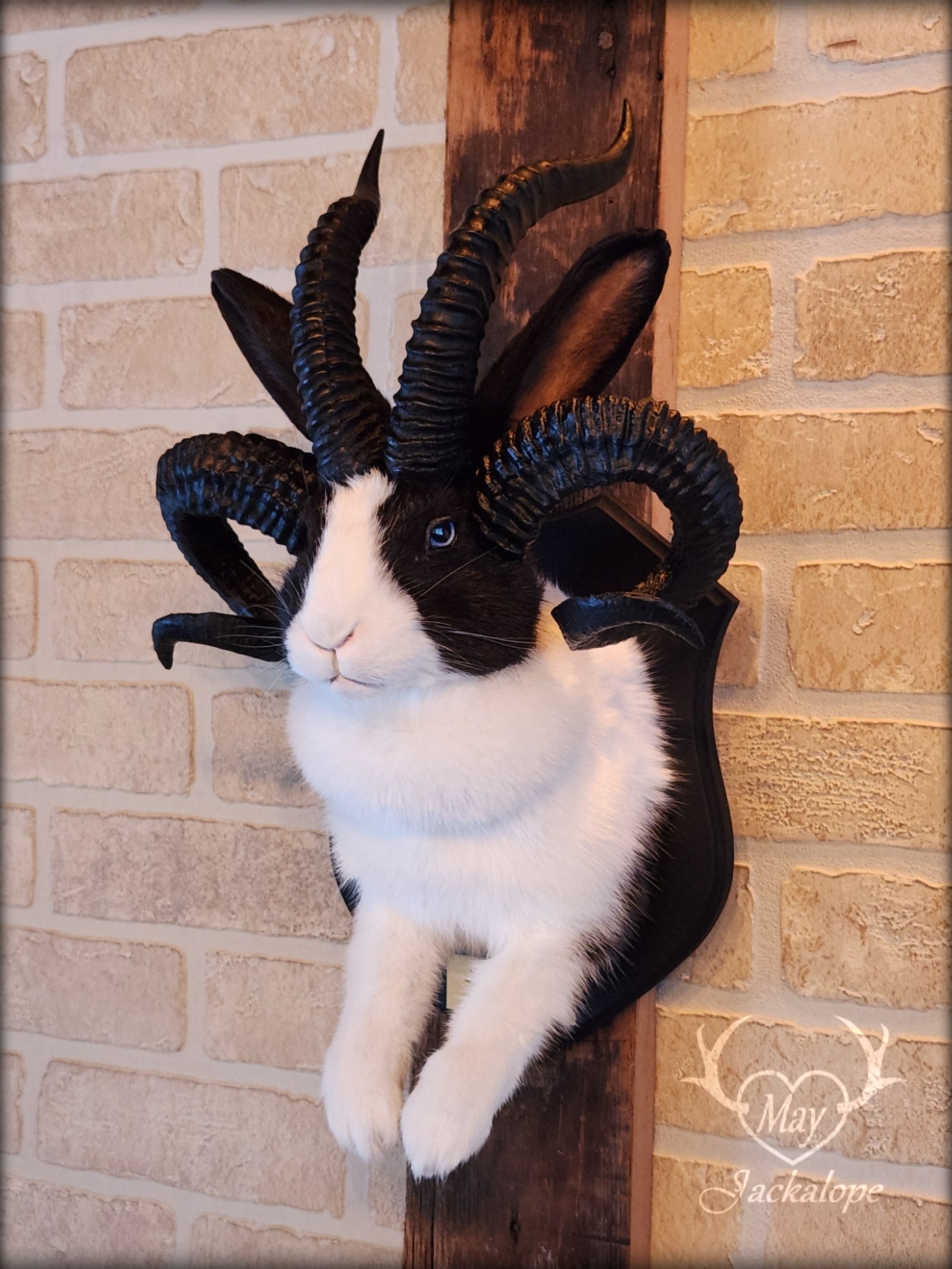 Black and White Jackalope taxidermy with 4 horns & blue eyes