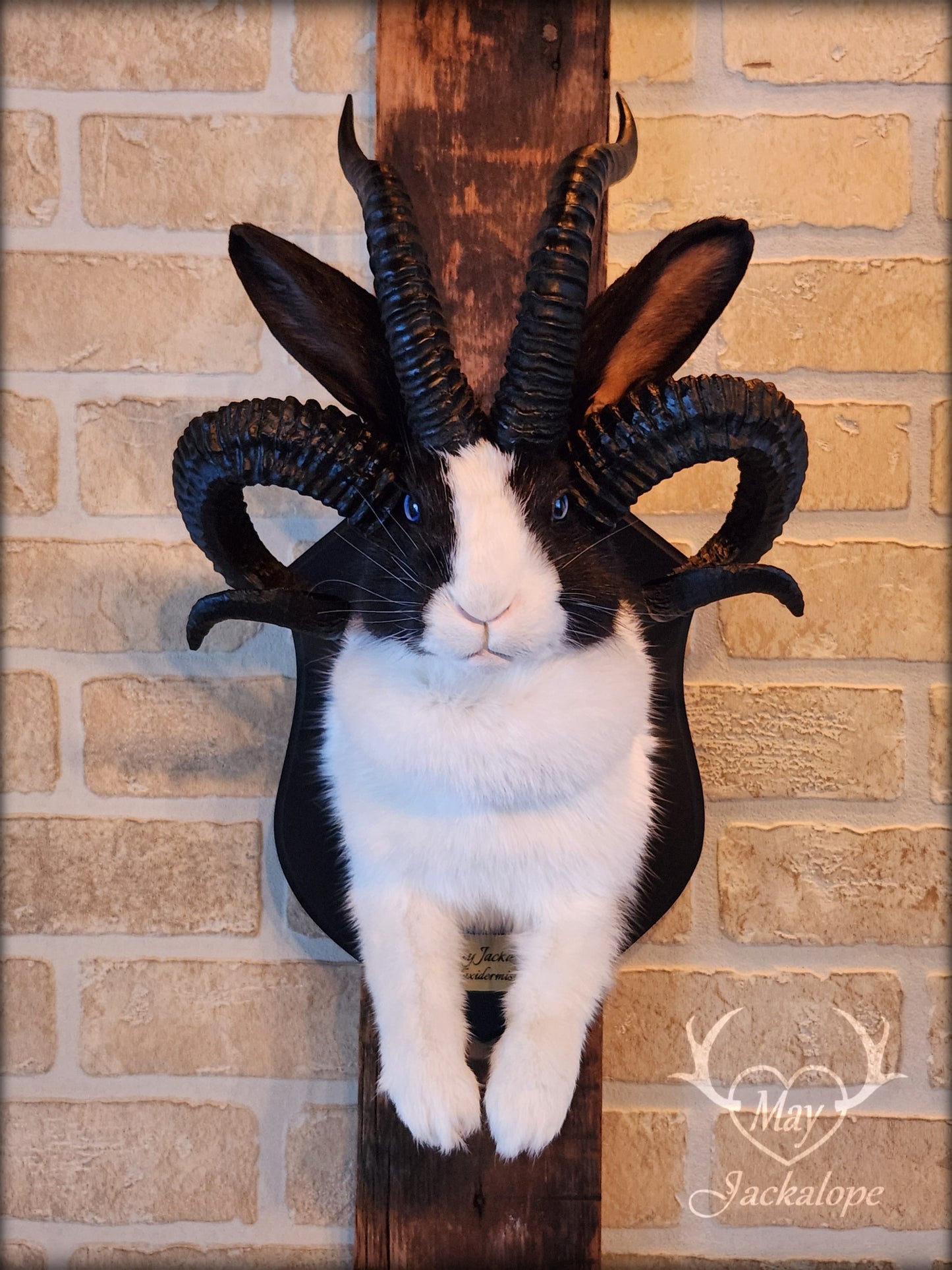 Black and White Jackalope taxidermy with 4 horns & blue eyes