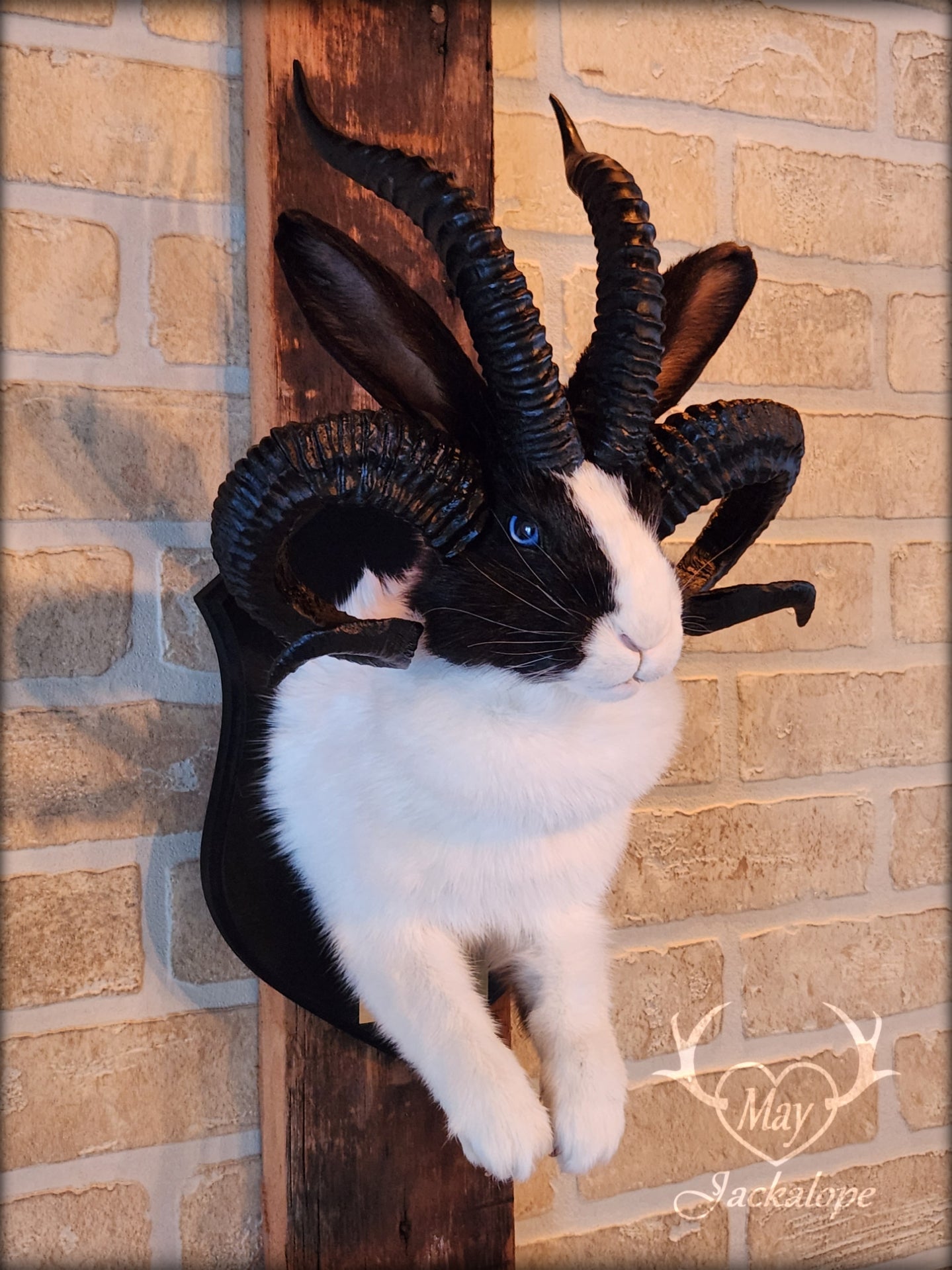 Black and White Jackalope taxidermy with 4 horns & blue eyes