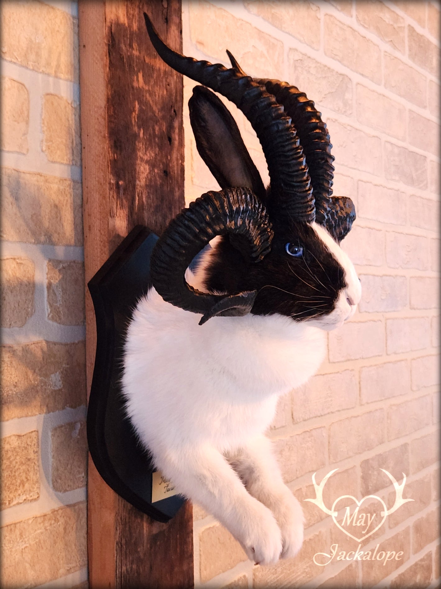 Black and White Jackalope taxidermy with 4 horns & blue eyes
