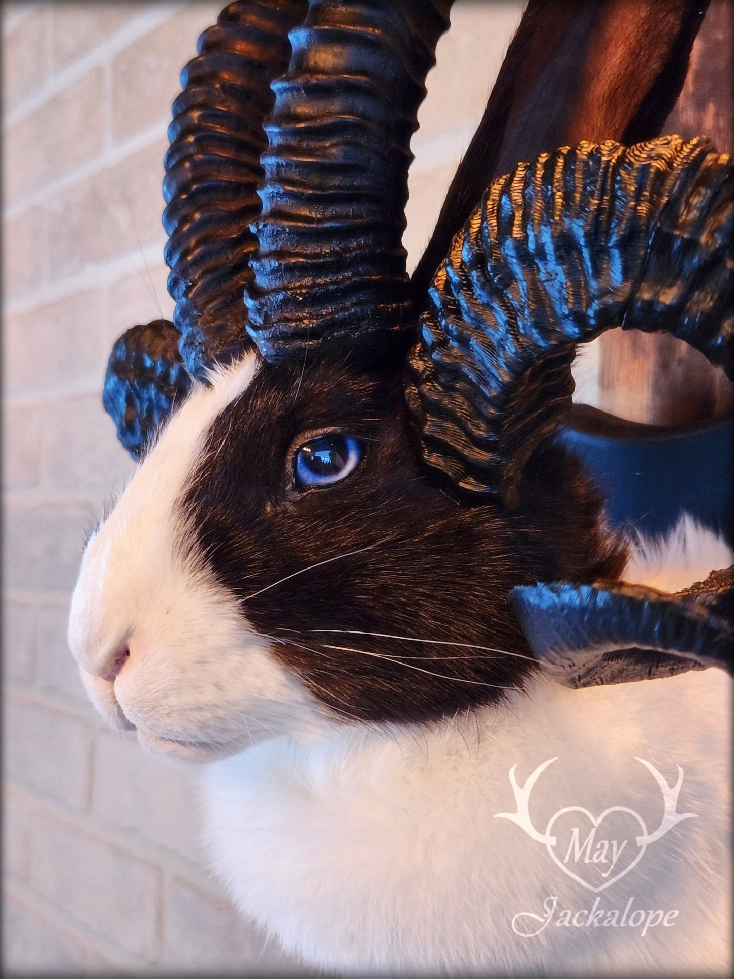 Black and White Jackalope taxidermy with 4 horns & blue eyes