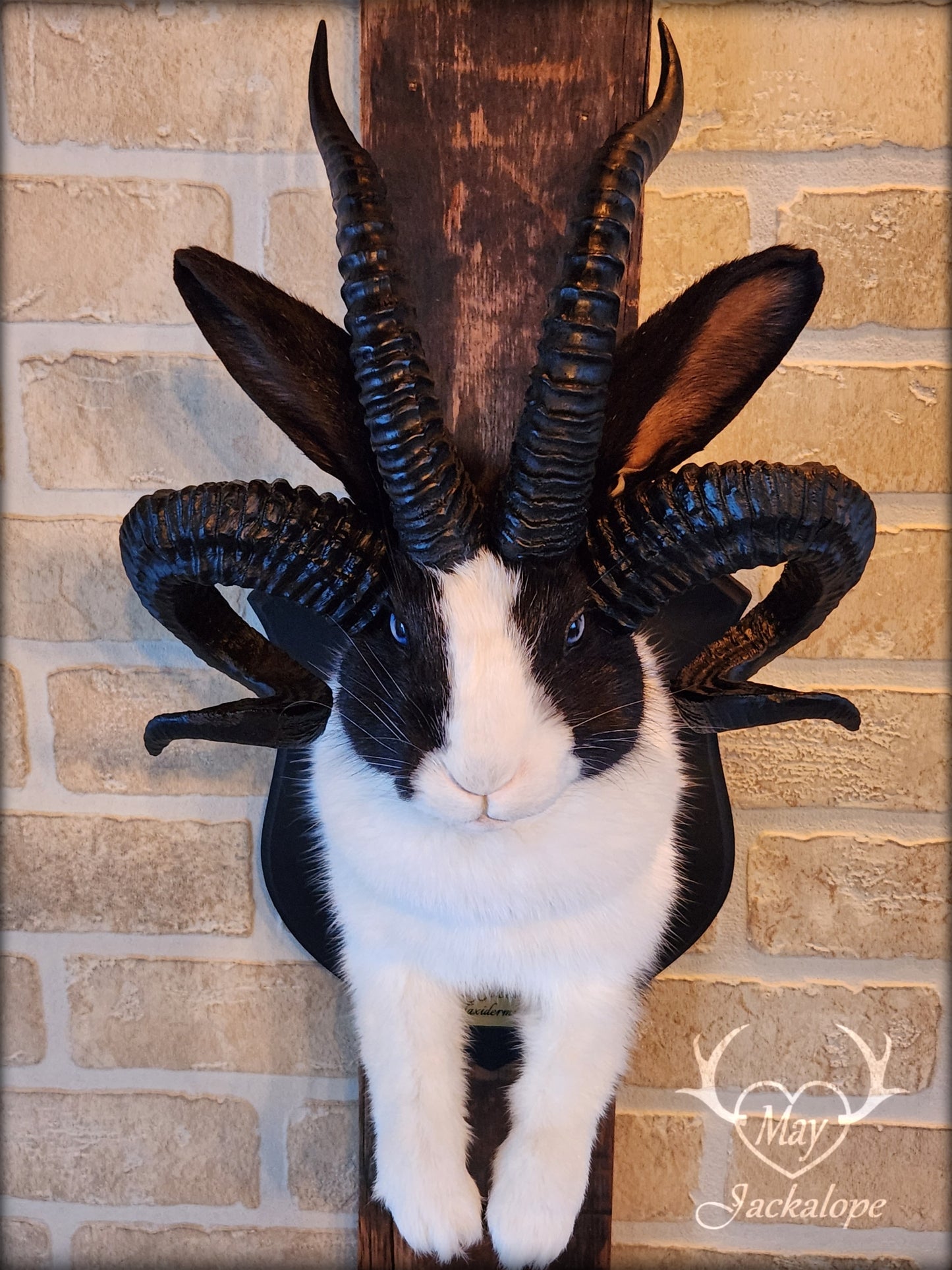 Black and White Jackalope taxidermy with 4 horns & blue eyes