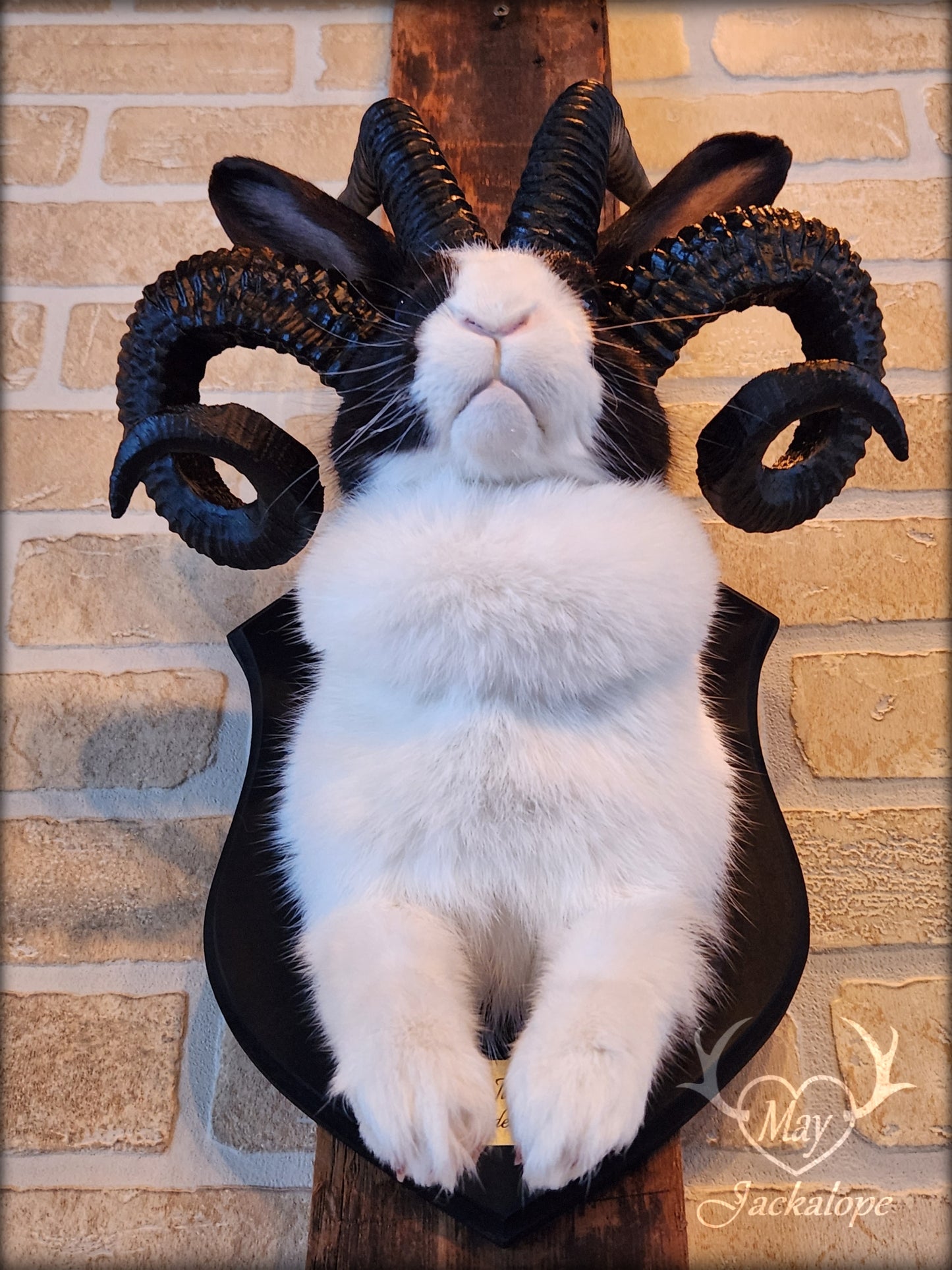 Black and White Jackalope taxidermy with 4 horns & blue eyes