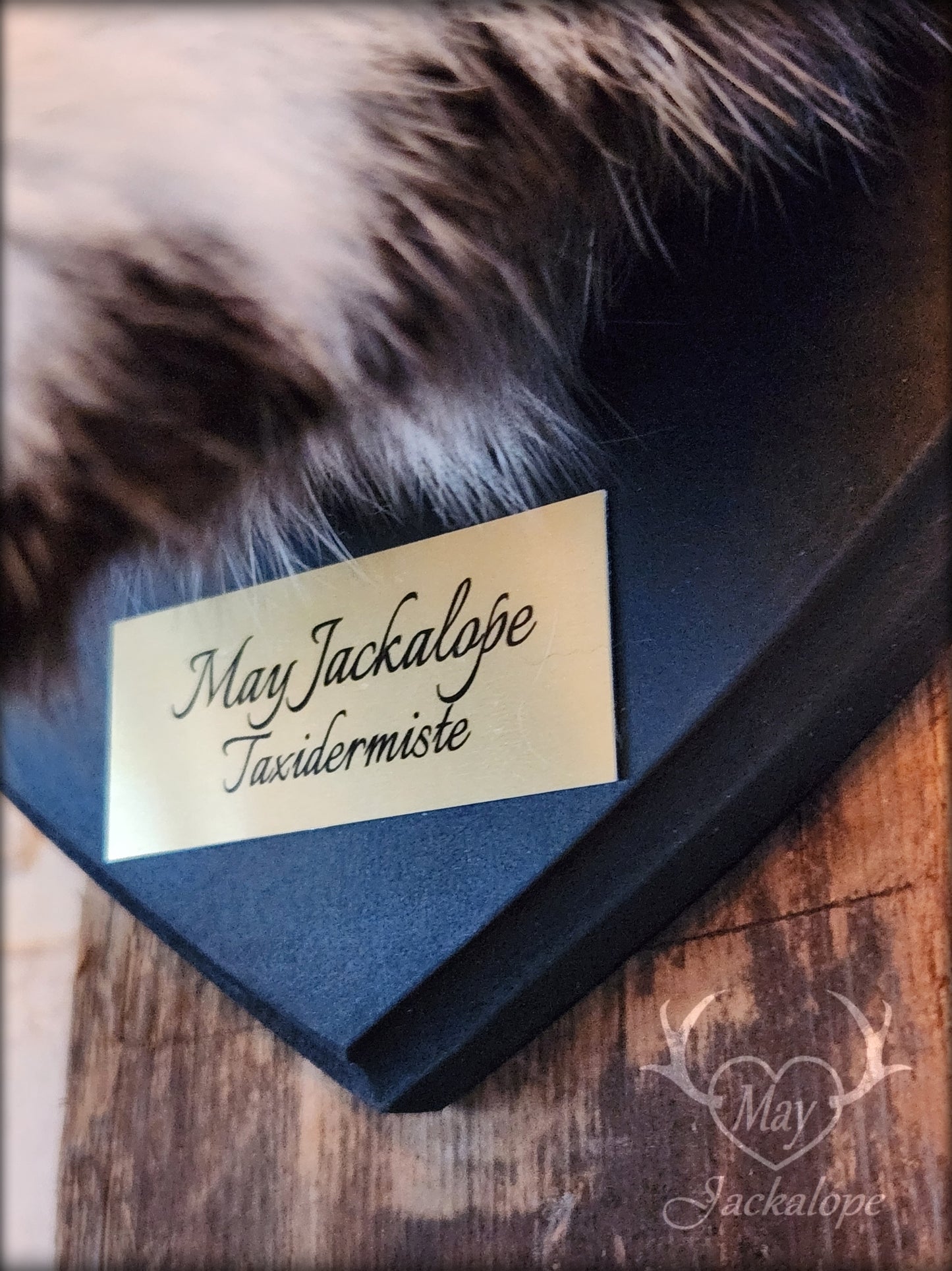 Black and White Jackalope taxidermy with 4 horns & blue eyes