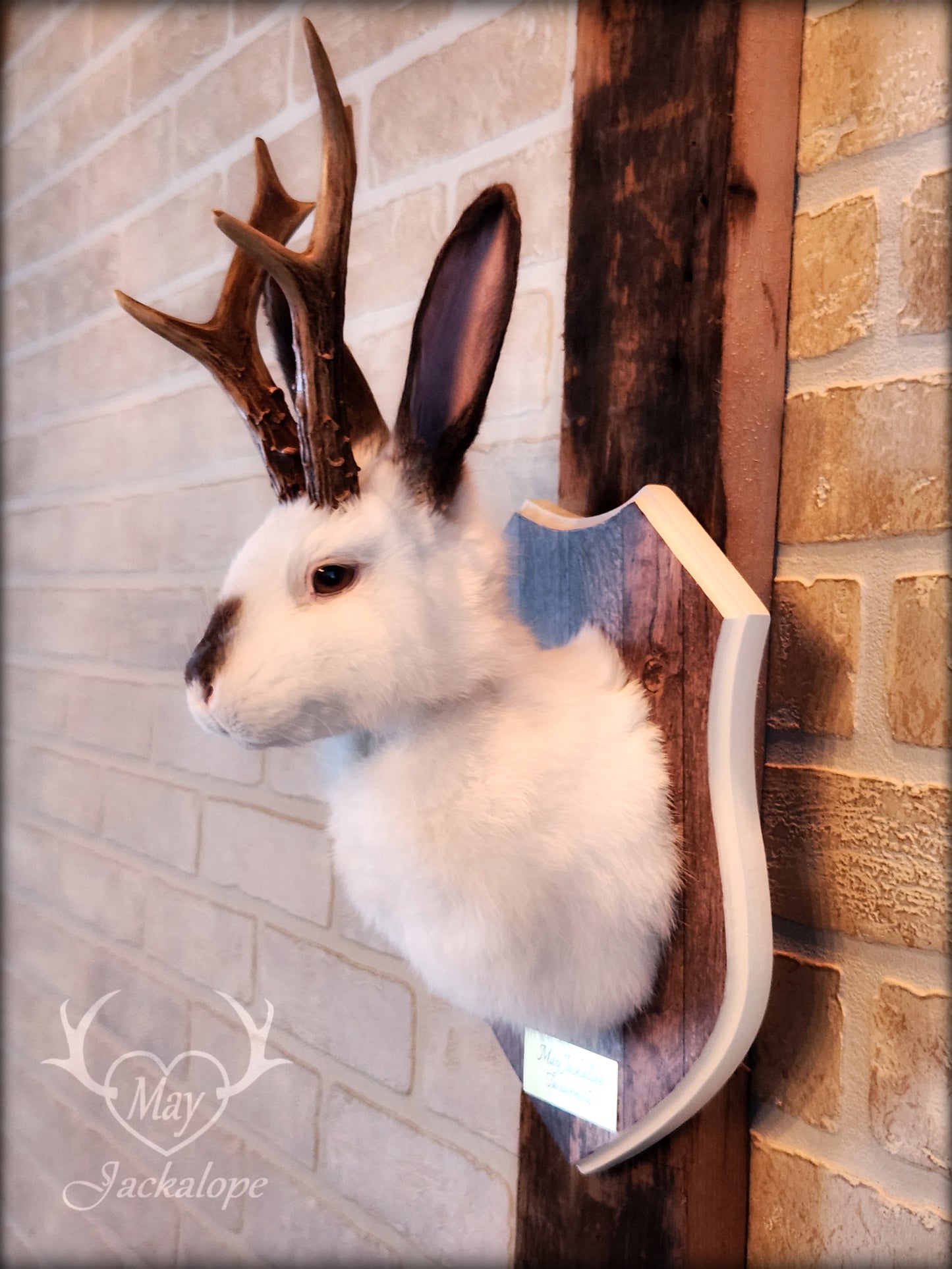White & brown Jackalope taxidermy with dark eyes & decorated plaque