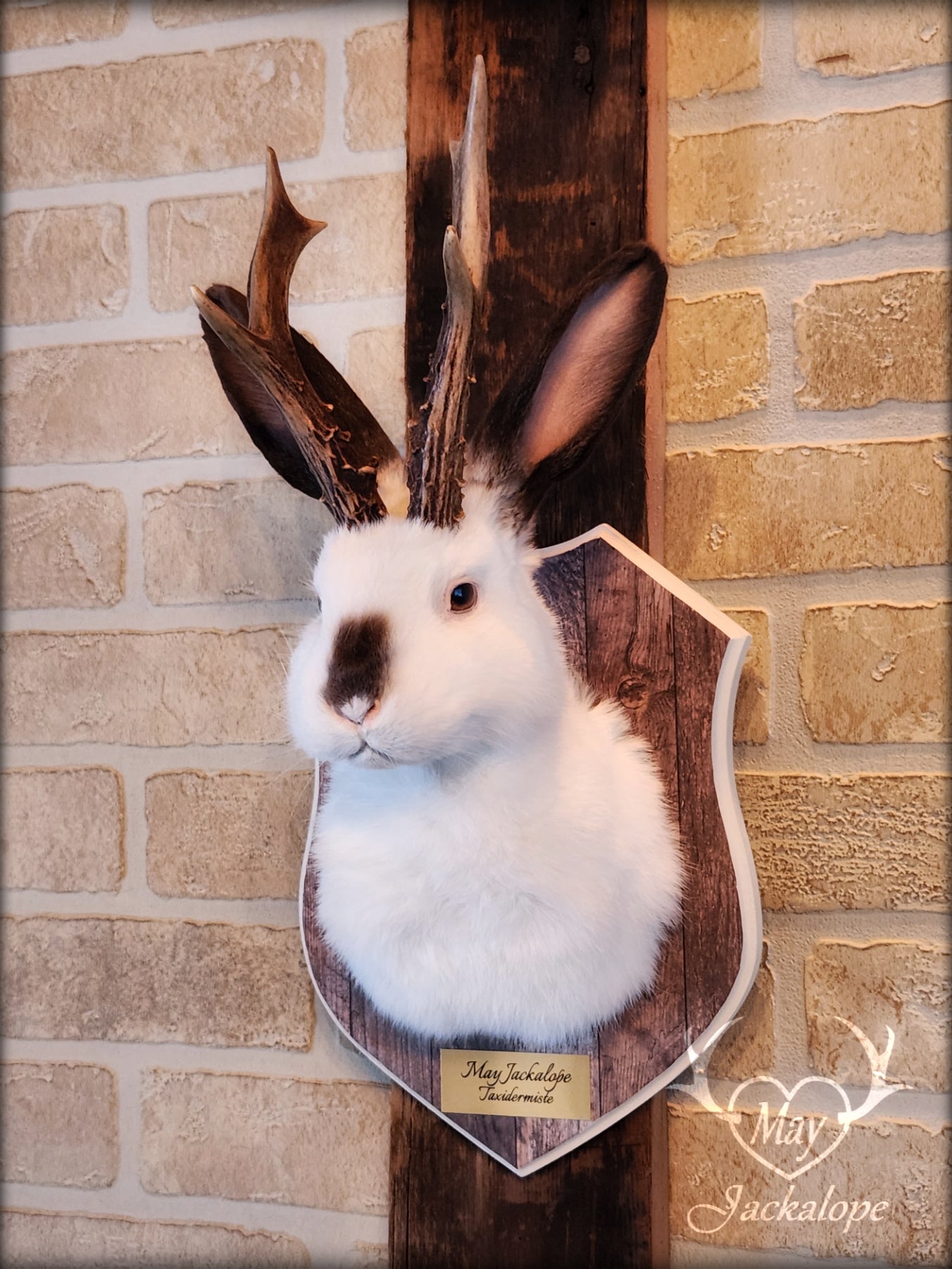 White & brown Jackalope taxidermy with dark eyes & decorated plaque