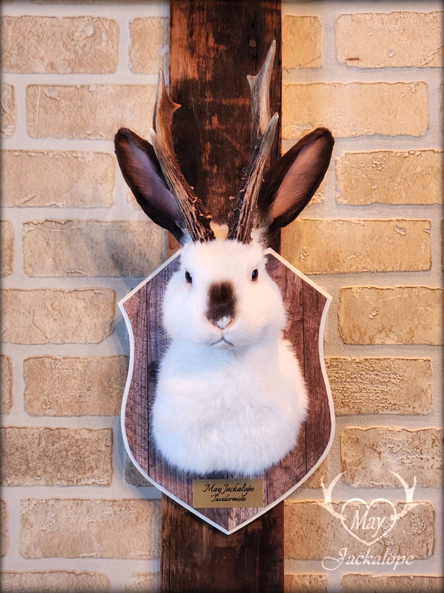 White & brown Jackalope taxidermy with dark eyes & decorated plaque