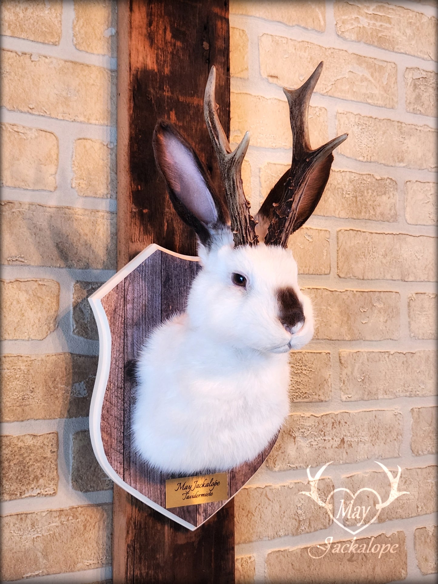 White & brown Jackalope taxidermy with dark eyes & decorated plaque