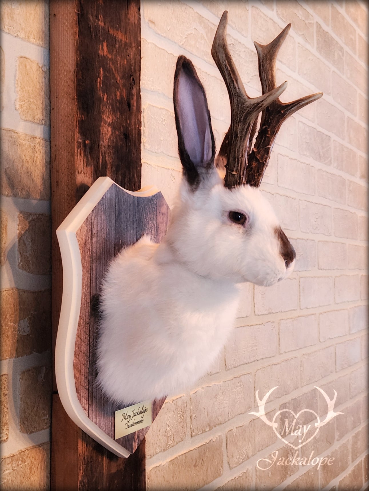 White & brown Jackalope taxidermy with dark eyes & decorated plaque