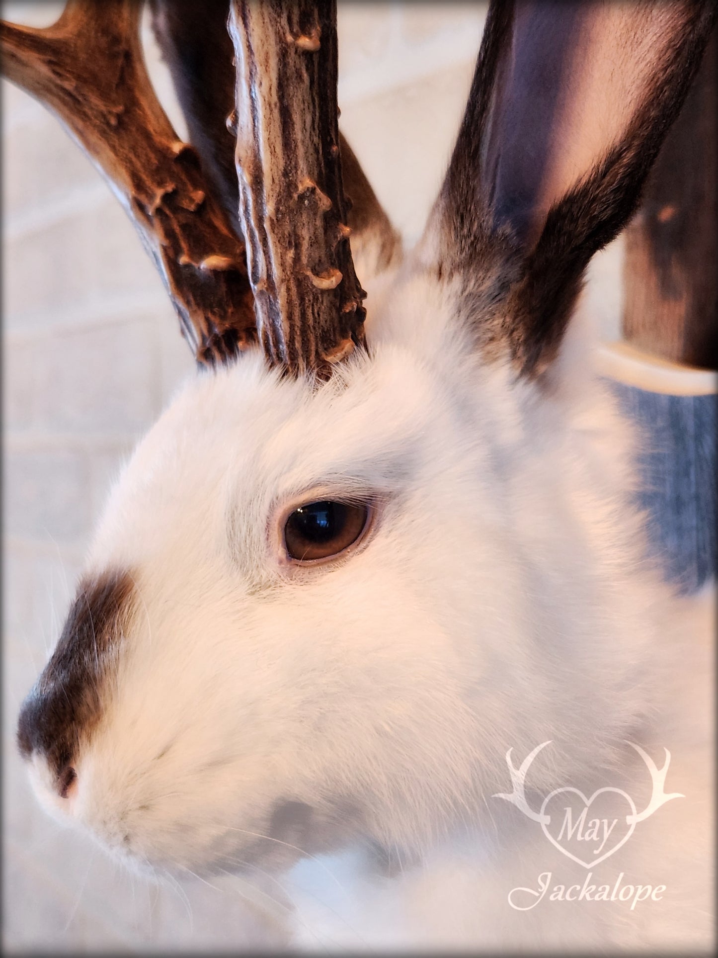 White & brown Jackalope taxidermy with dark eyes & decorated plaque