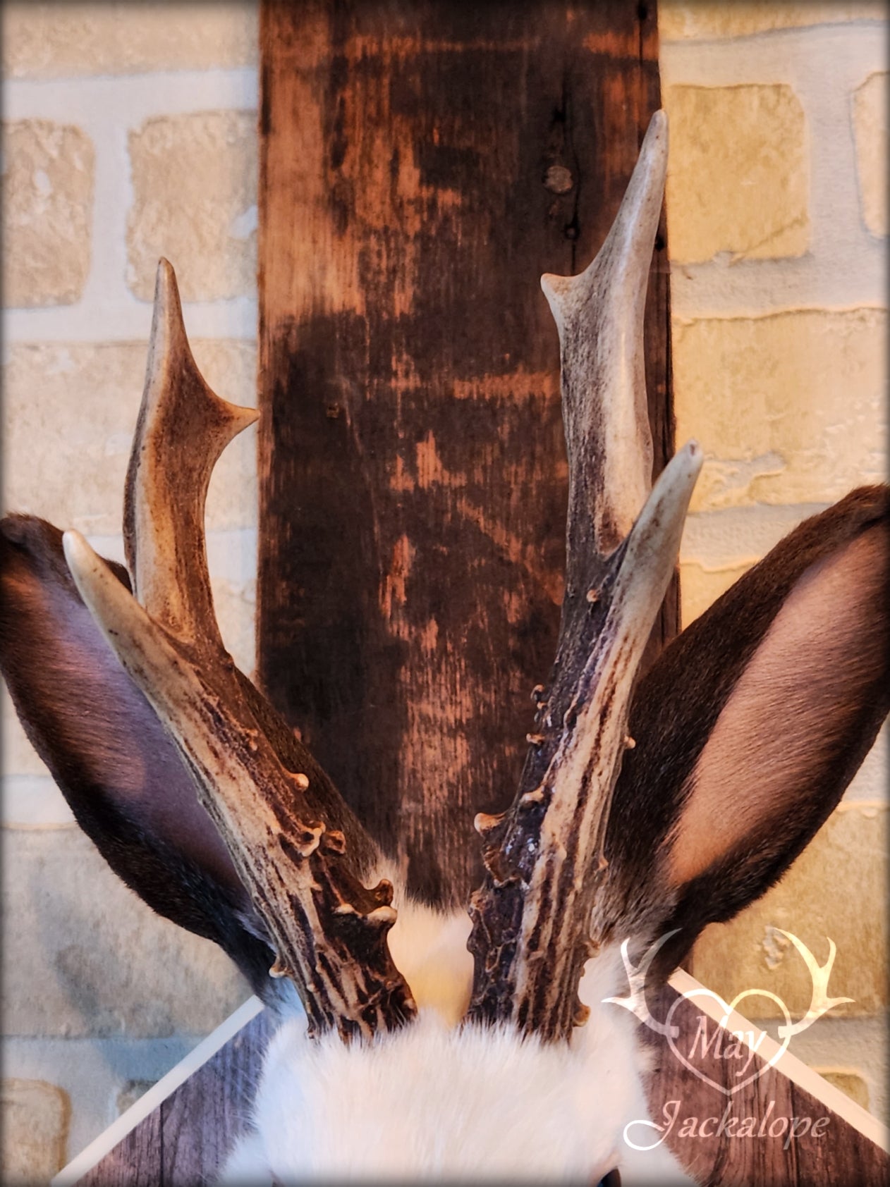 White & brown Jackalope taxidermy with dark eyes & decorated plaque