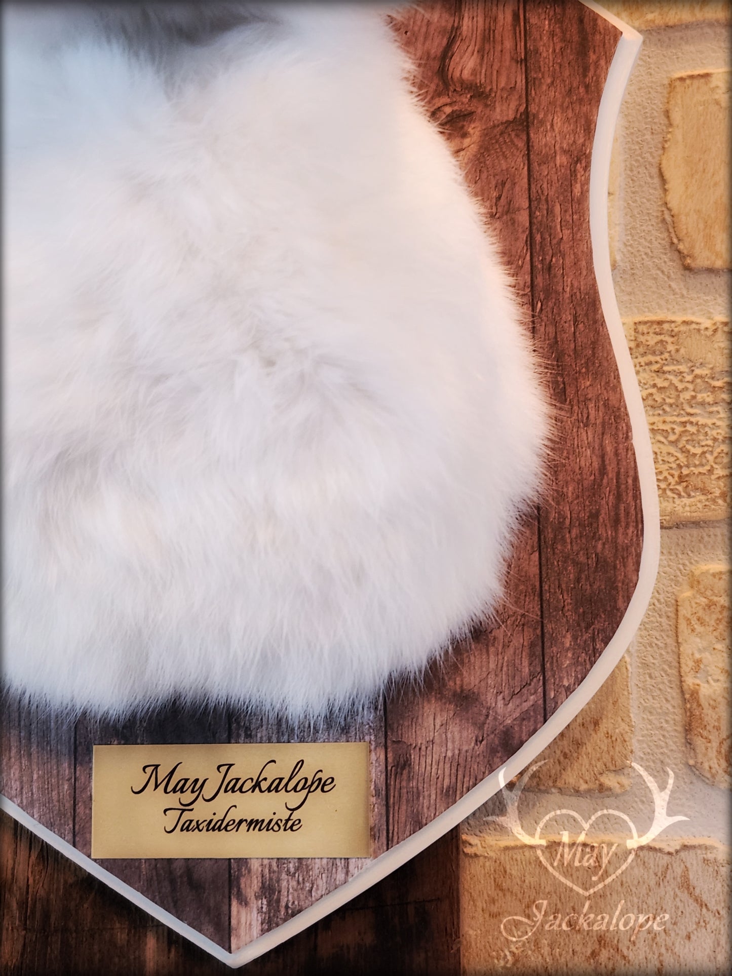 White & brown Jackalope taxidermy with dark eyes & decorated plaque