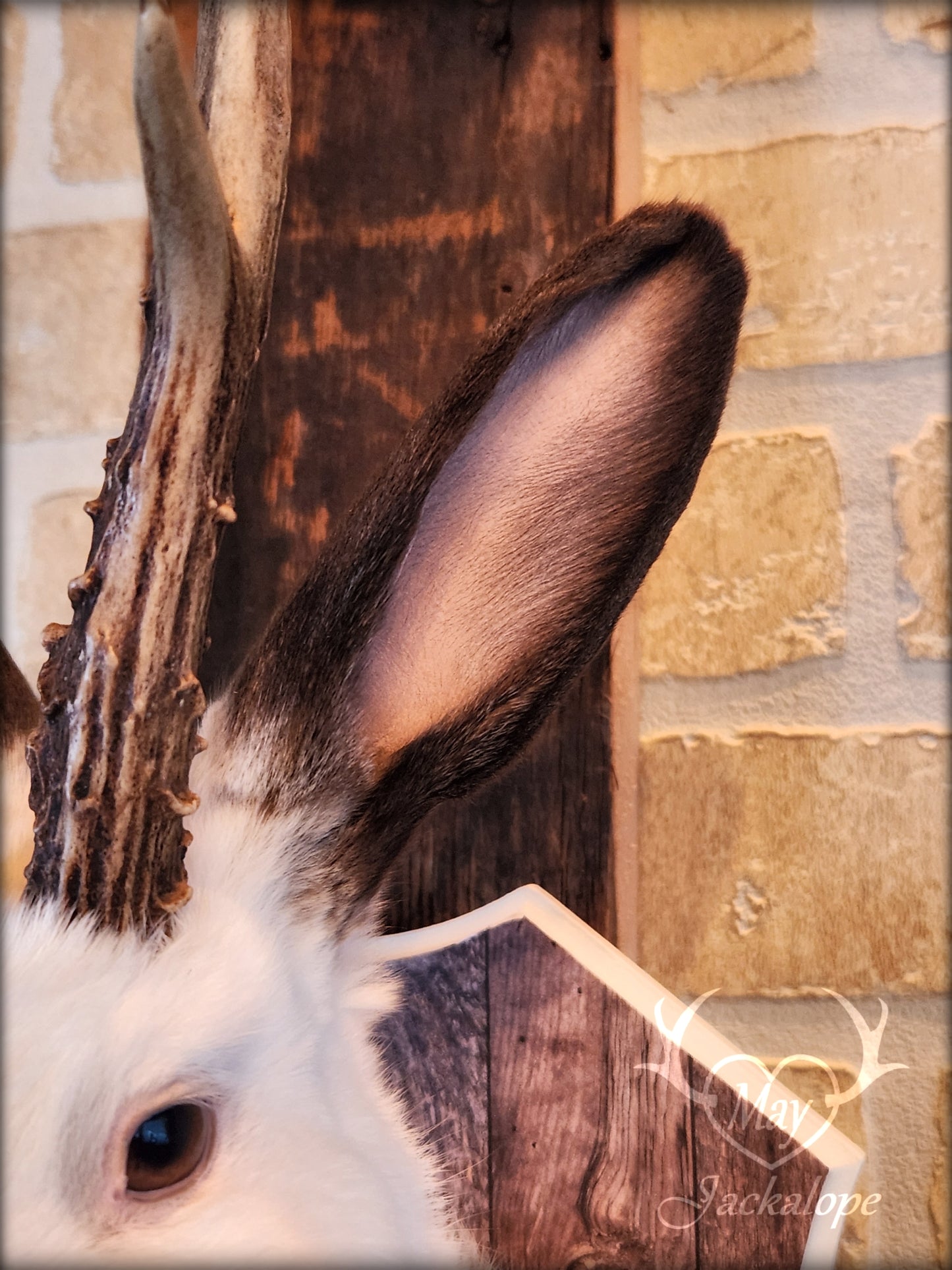 White & brown Jackalope taxidermy with dark eyes & decorated plaque