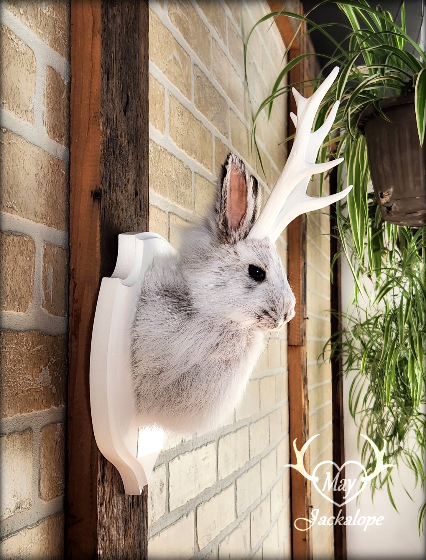 Small jackalope taxidermy, snowshoe hare with white antlers & white crest plaque