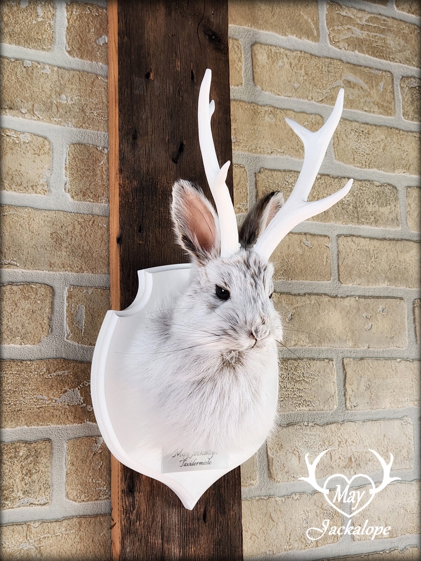 Small jackalope taxidermy, snowshoe hare with white antlers & white crest plaque