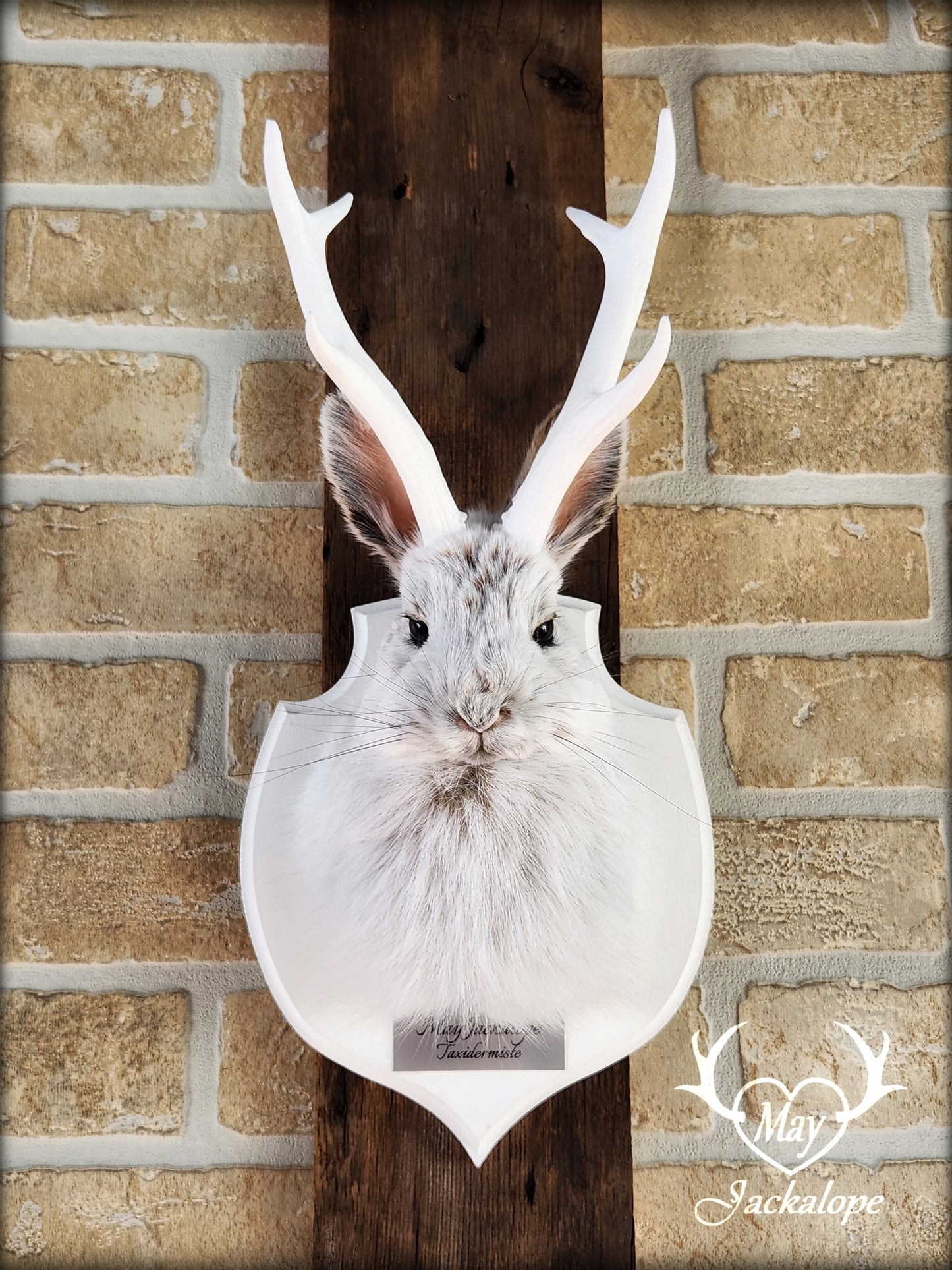 Small jackalope taxidermy, snowshoe hare with white antlers & white crest plaque