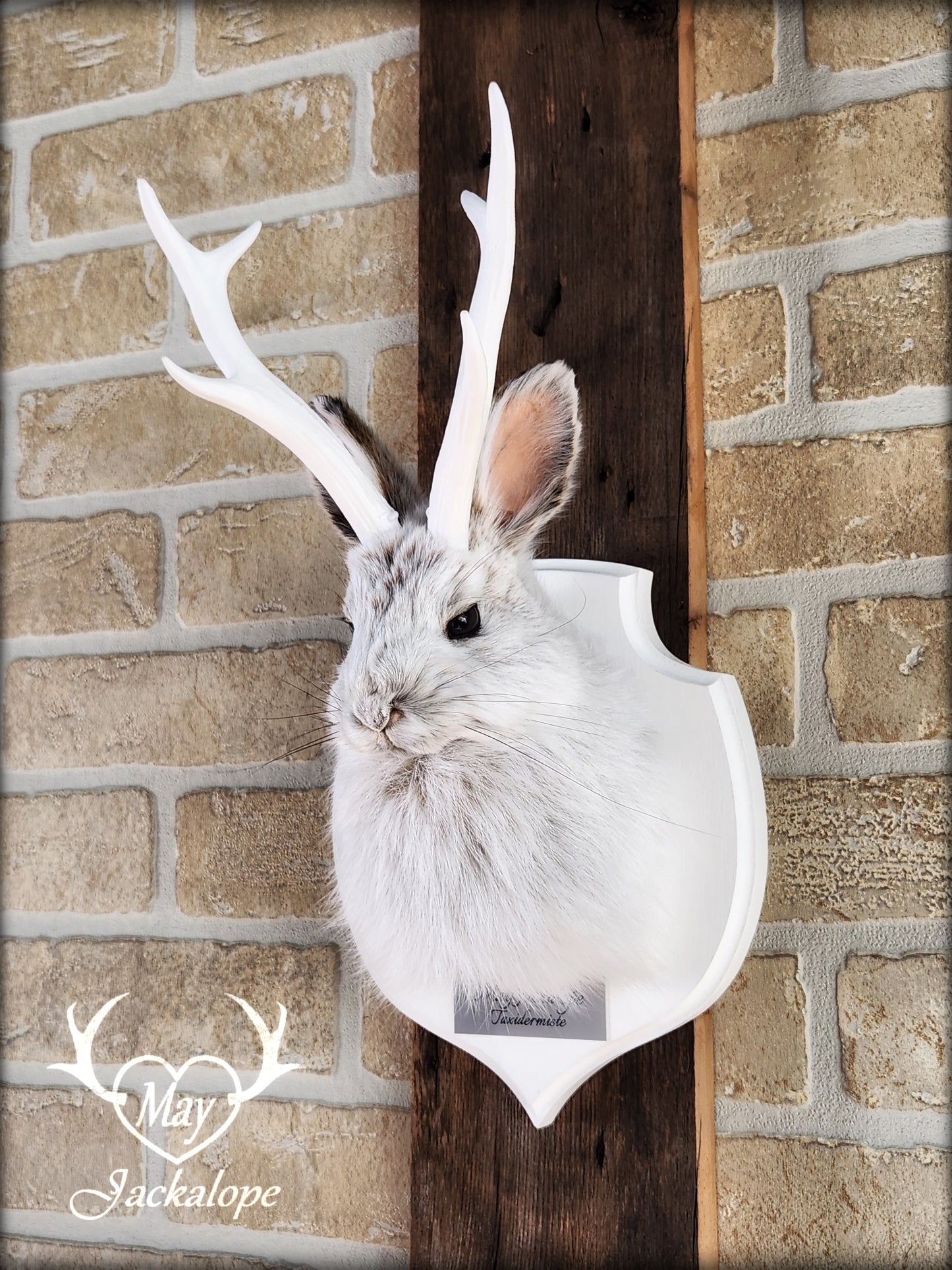 Small jackalope taxidermy, snowshoe hare with white antlers & white crest plaque
