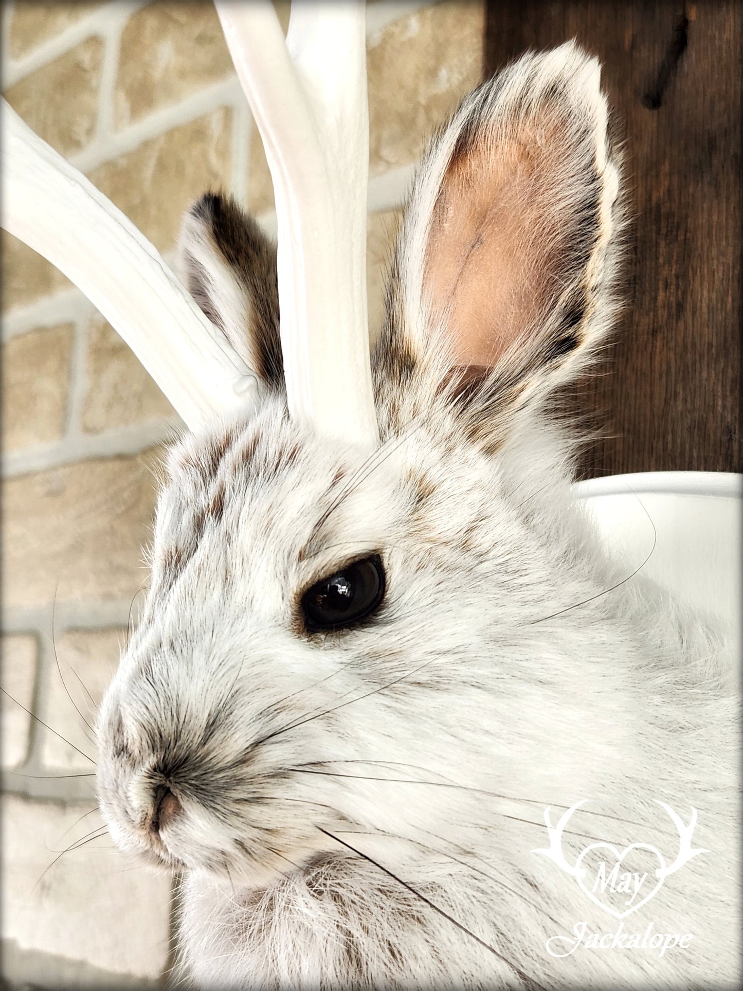 Small jackalope taxidermy, snowshoe hare with white antlers & white crest plaque