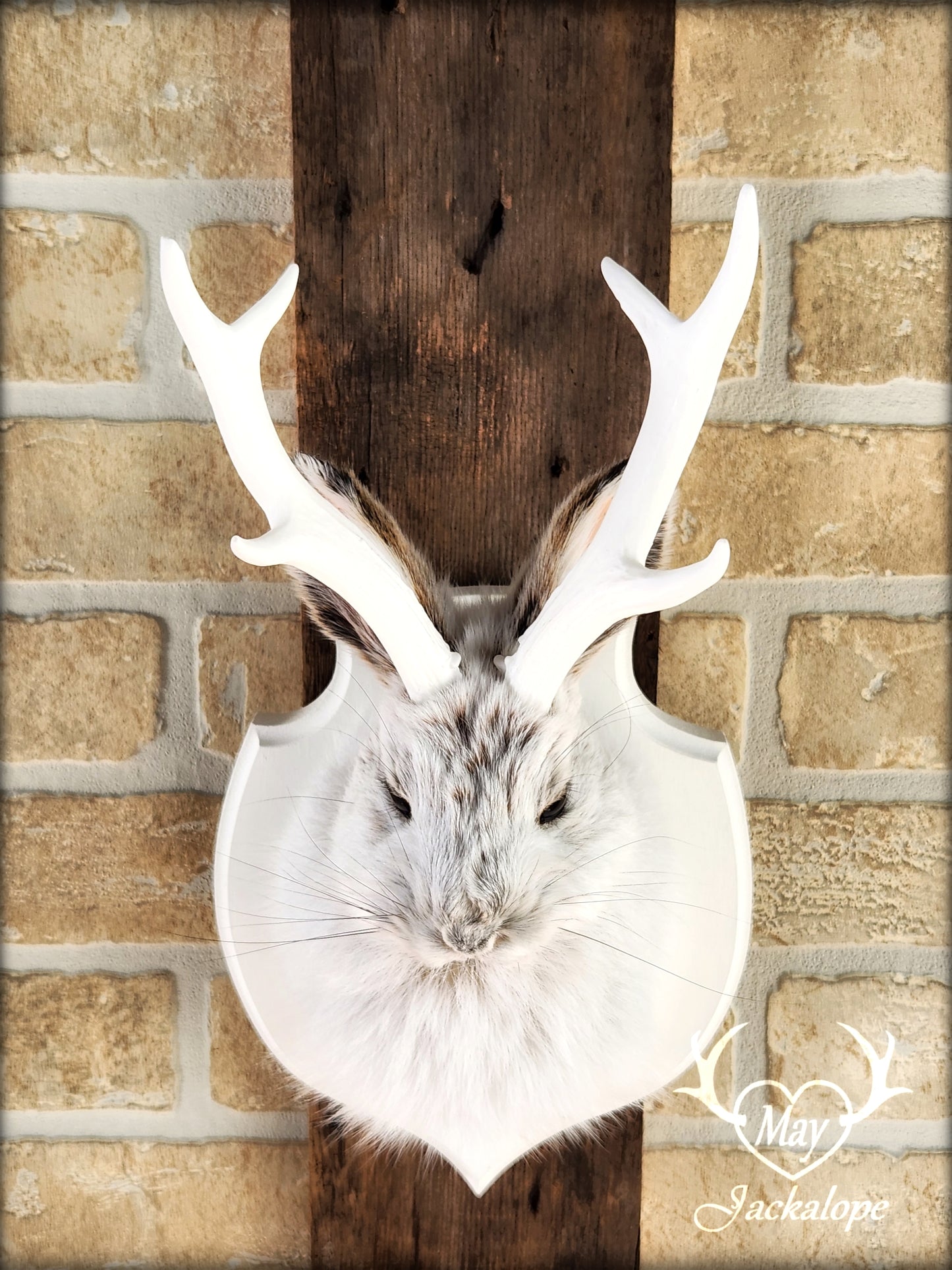 Small jackalope taxidermy, snowshoe hare with white antlers & white crest plaque