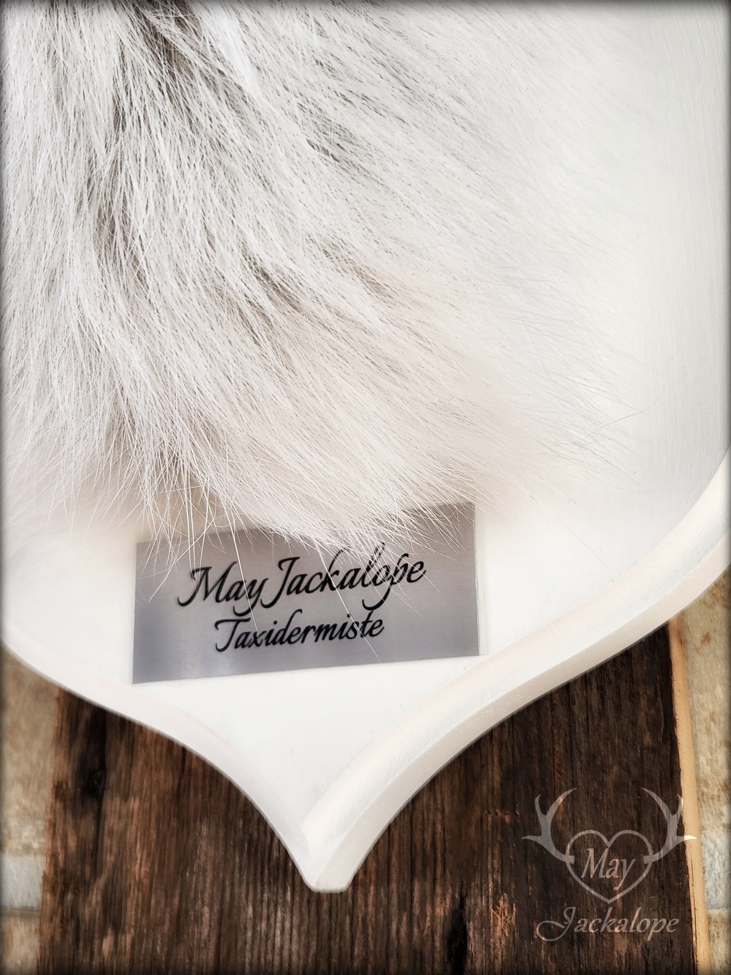 Small jackalope taxidermy, snowshoe hare with white antlers & white crest plaque