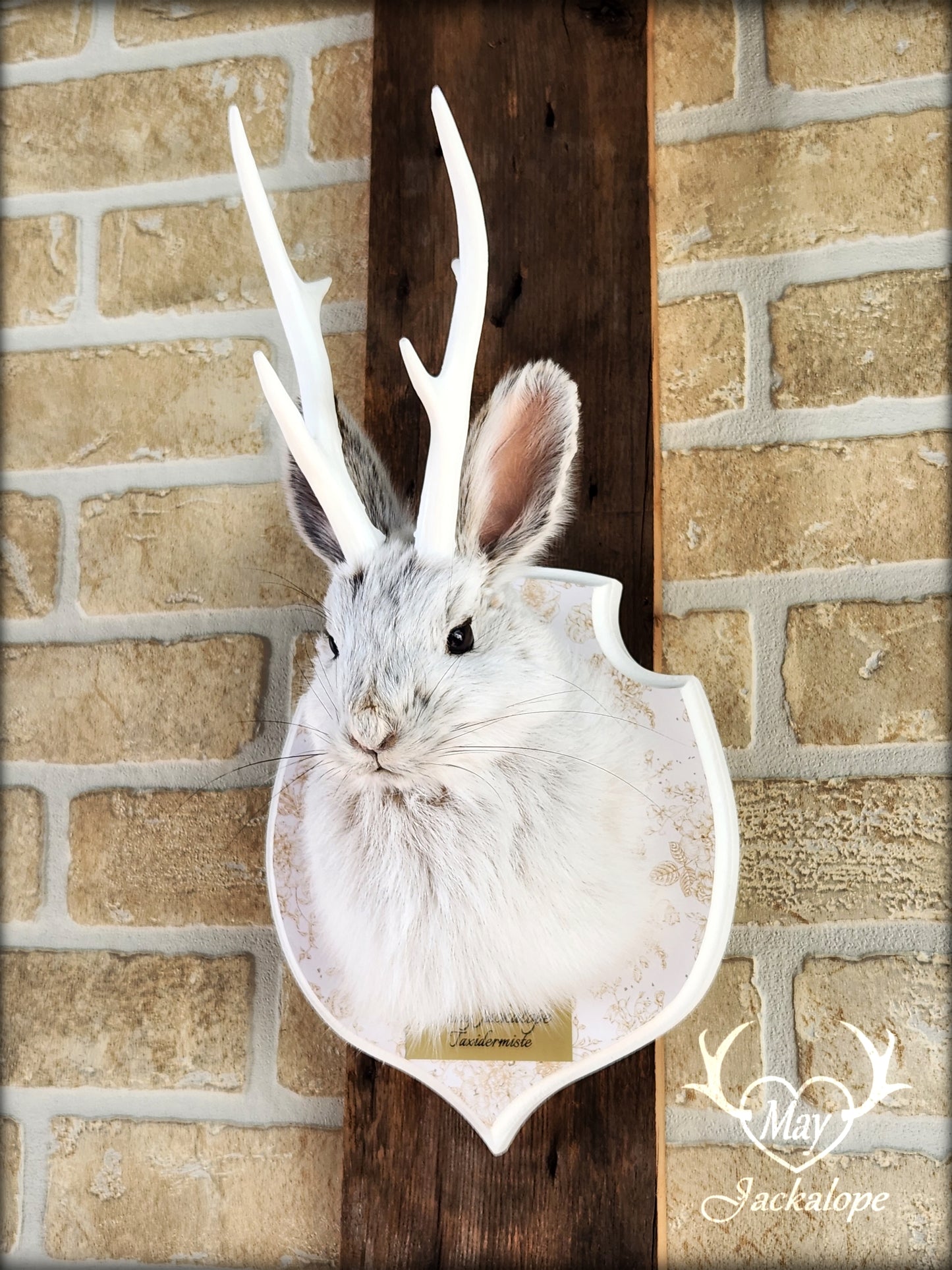 Small jackalope taxidermy, snowshoe hare with white antlers & decorated crest plaque