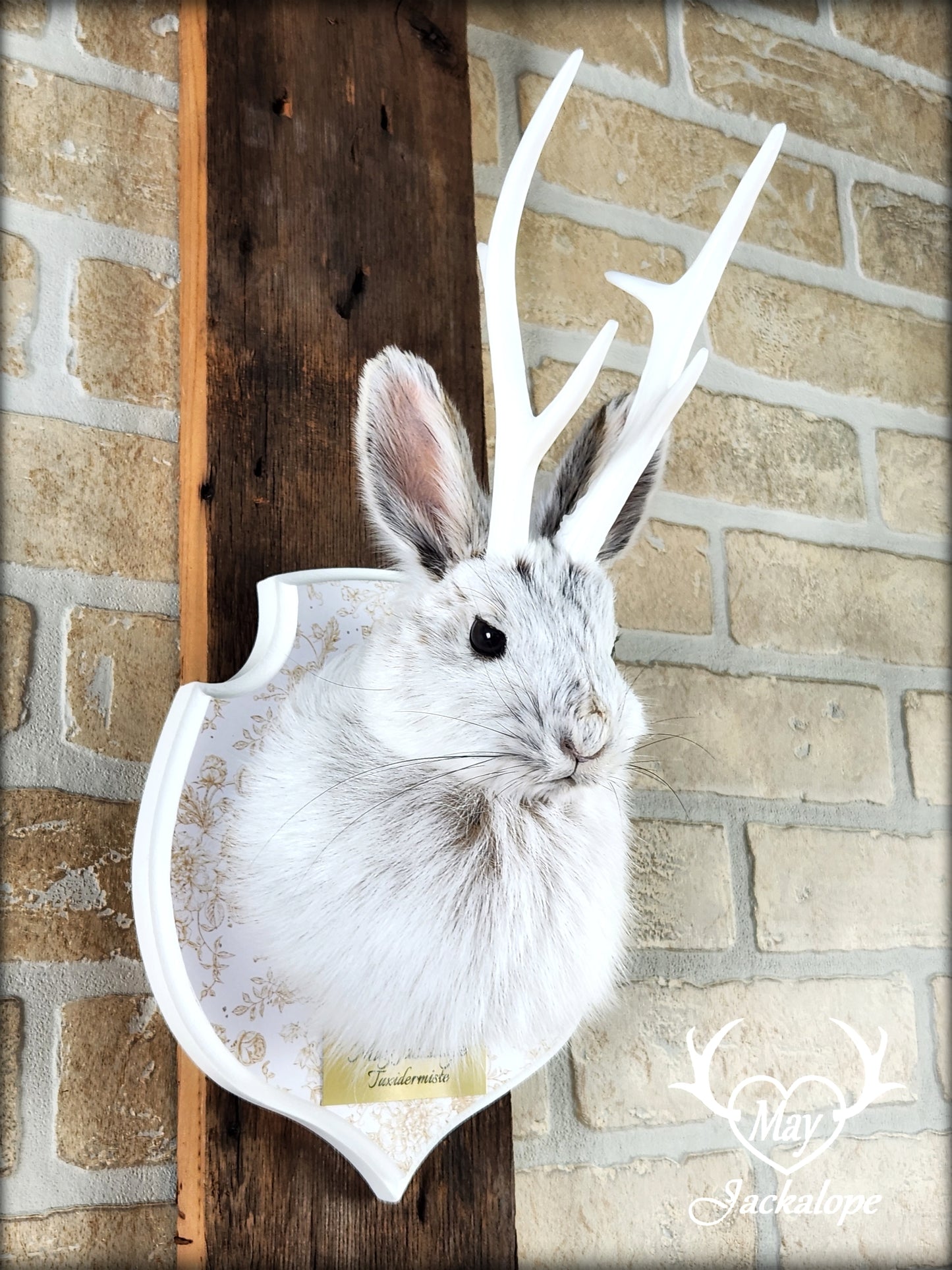 Small jackalope taxidermy, snowshoe hare with white antlers & decorated crest plaque