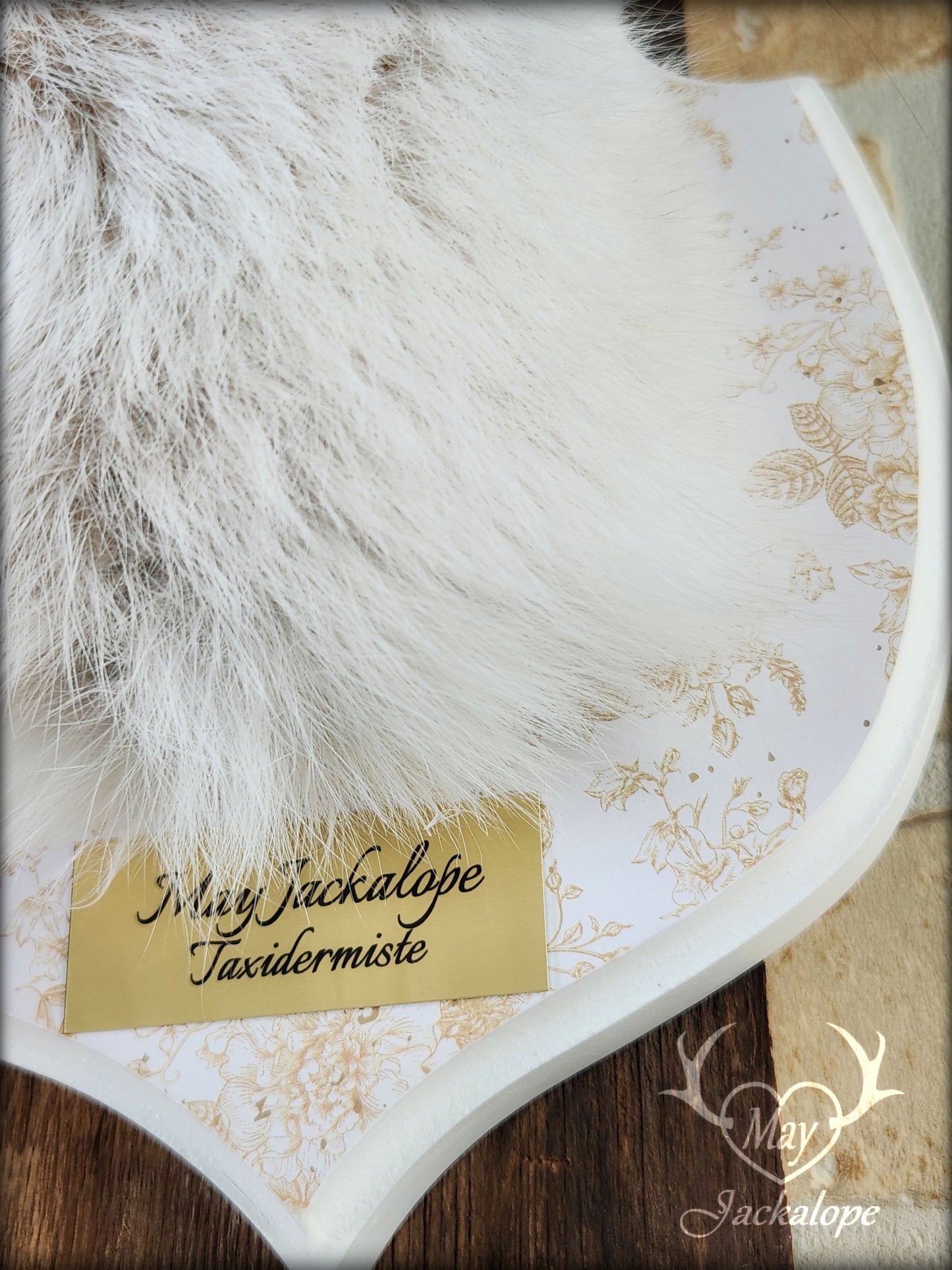 Small jackalope taxidermy, snowshoe hare with white antlers & decorated crest plaque