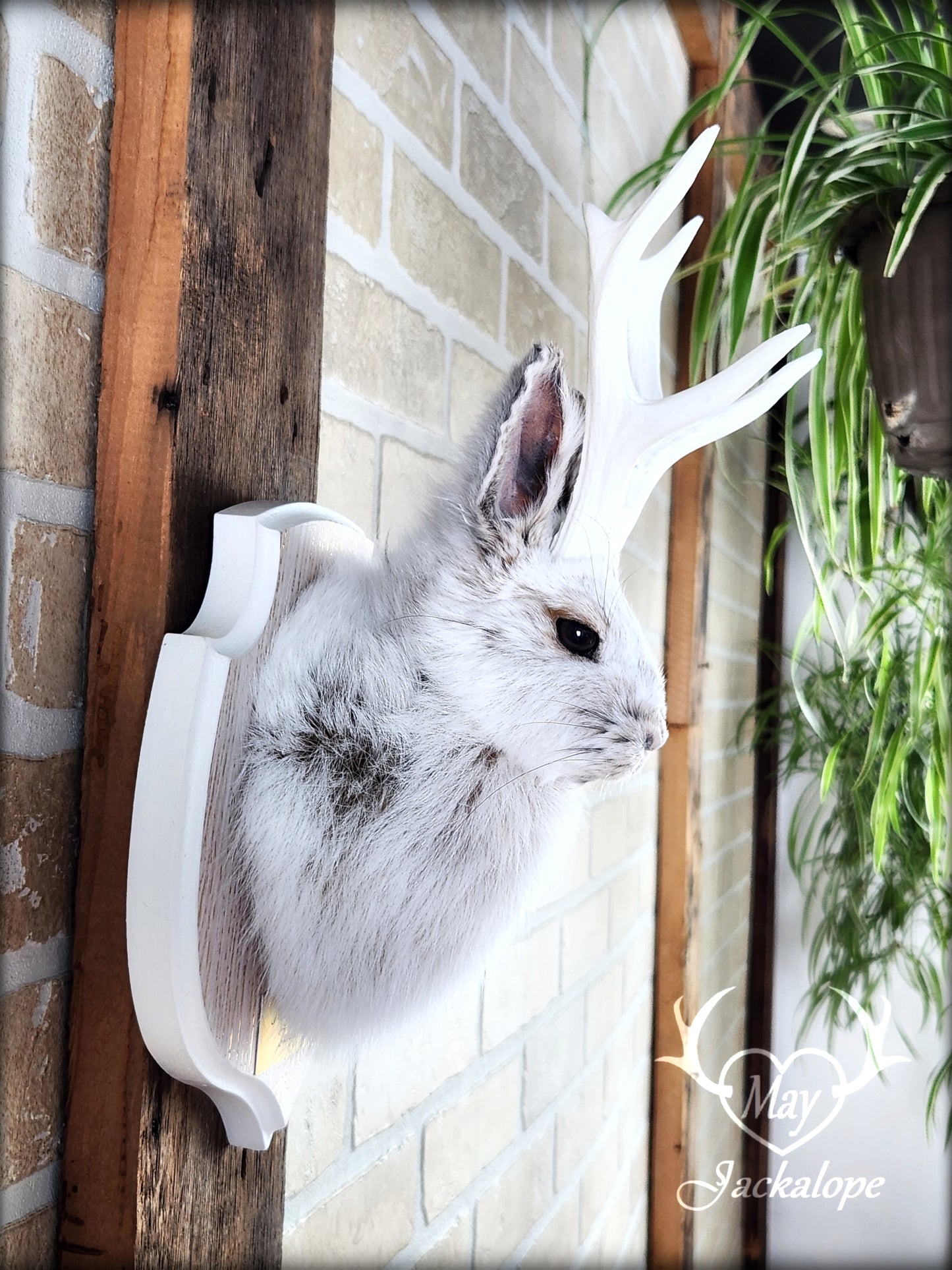 Small jackalope taxidermy, snowshoe hare, white antlers & gold decorated crest plaque