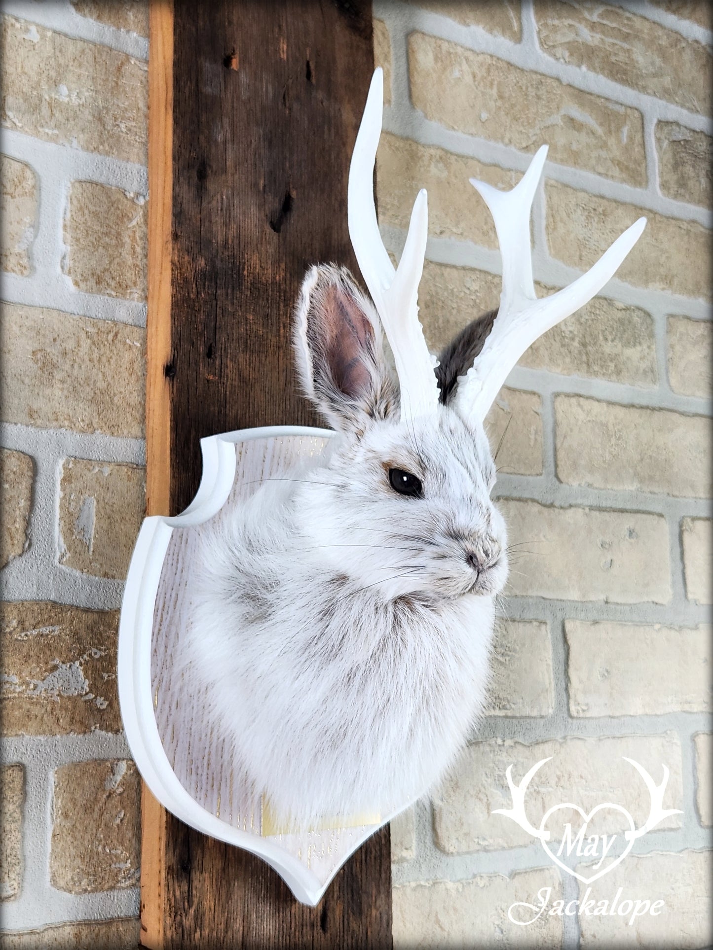 Small jackalope taxidermy, snowshoe hare, white antlers & gold decorated crest plaque