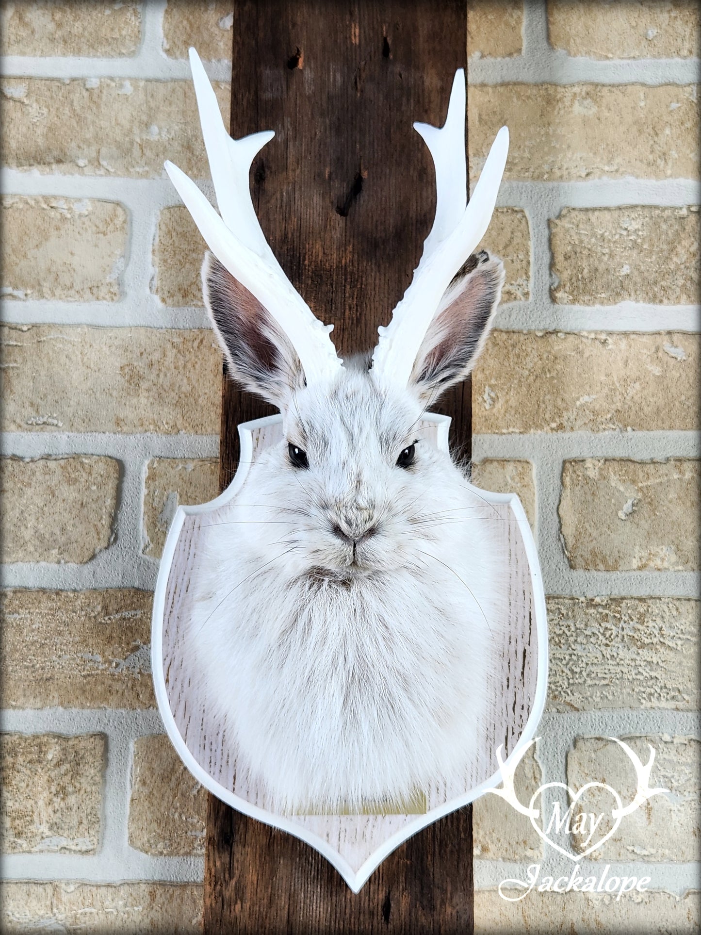 Small jackalope taxidermy, snowshoe hare, white antlers & gold decorated crest plaque