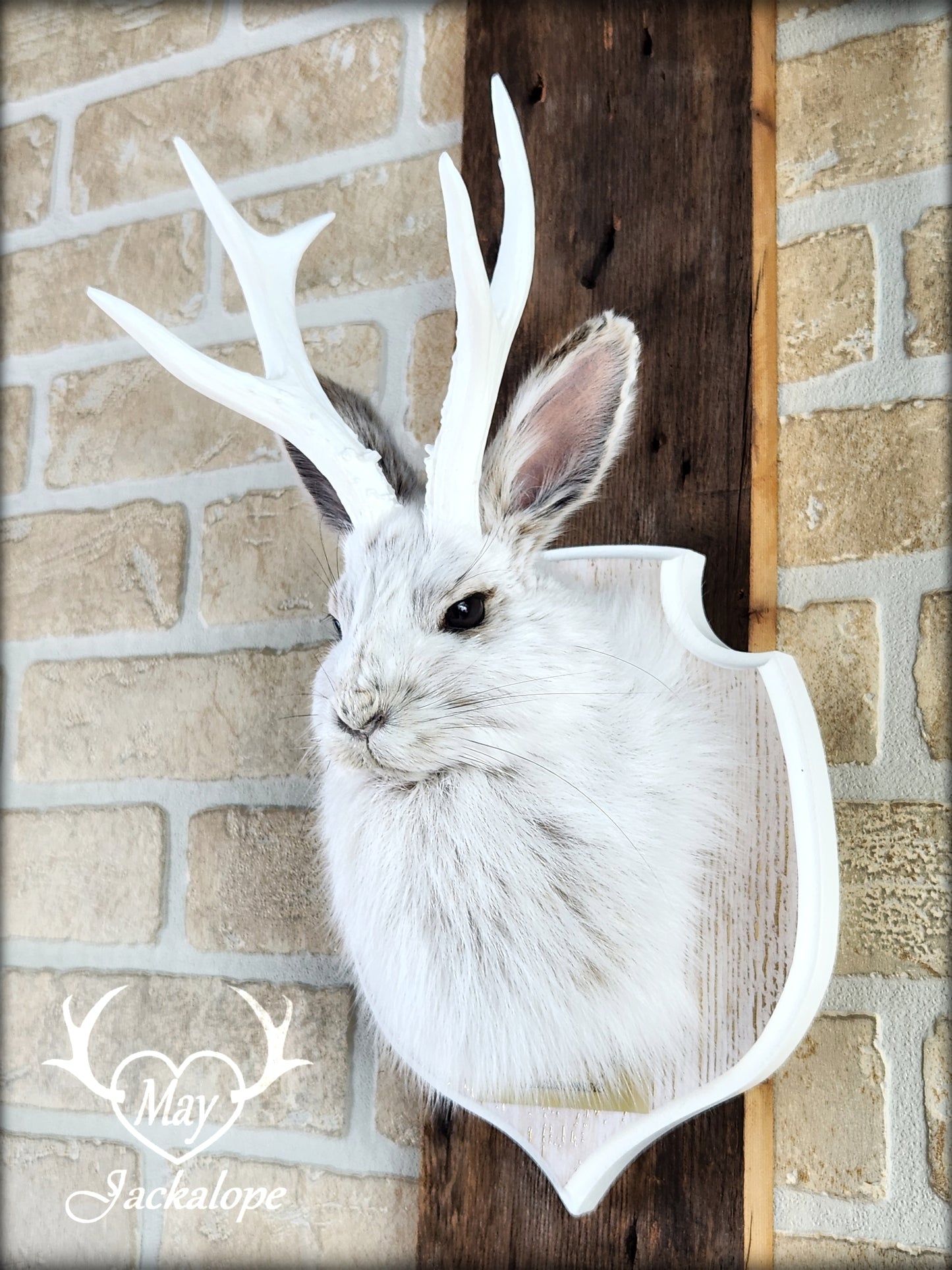 Small jackalope taxidermy, snowshoe hare, white antlers & gold decorated crest plaque