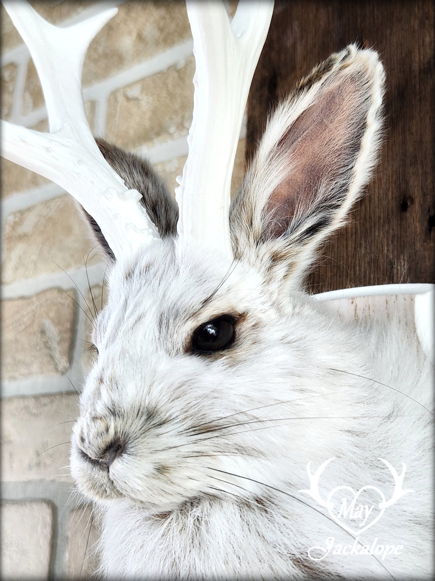 Small jackalope taxidermy, snowshoe hare, white antlers & gold decorated crest plaque