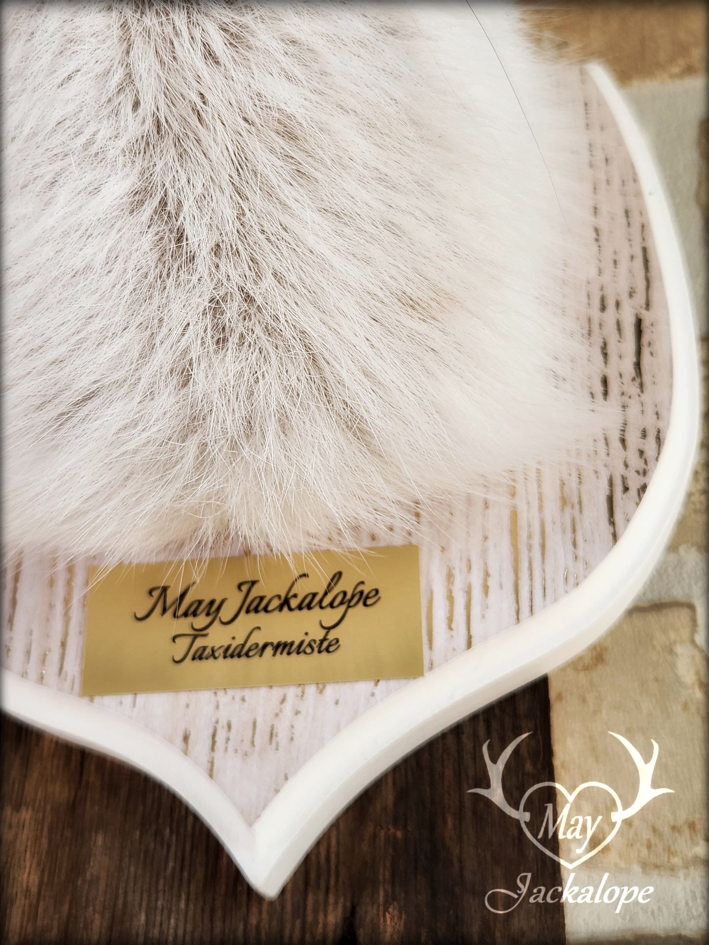 Small jackalope taxidermy, snowshoe hare, white antlers & gold decorated crest plaque