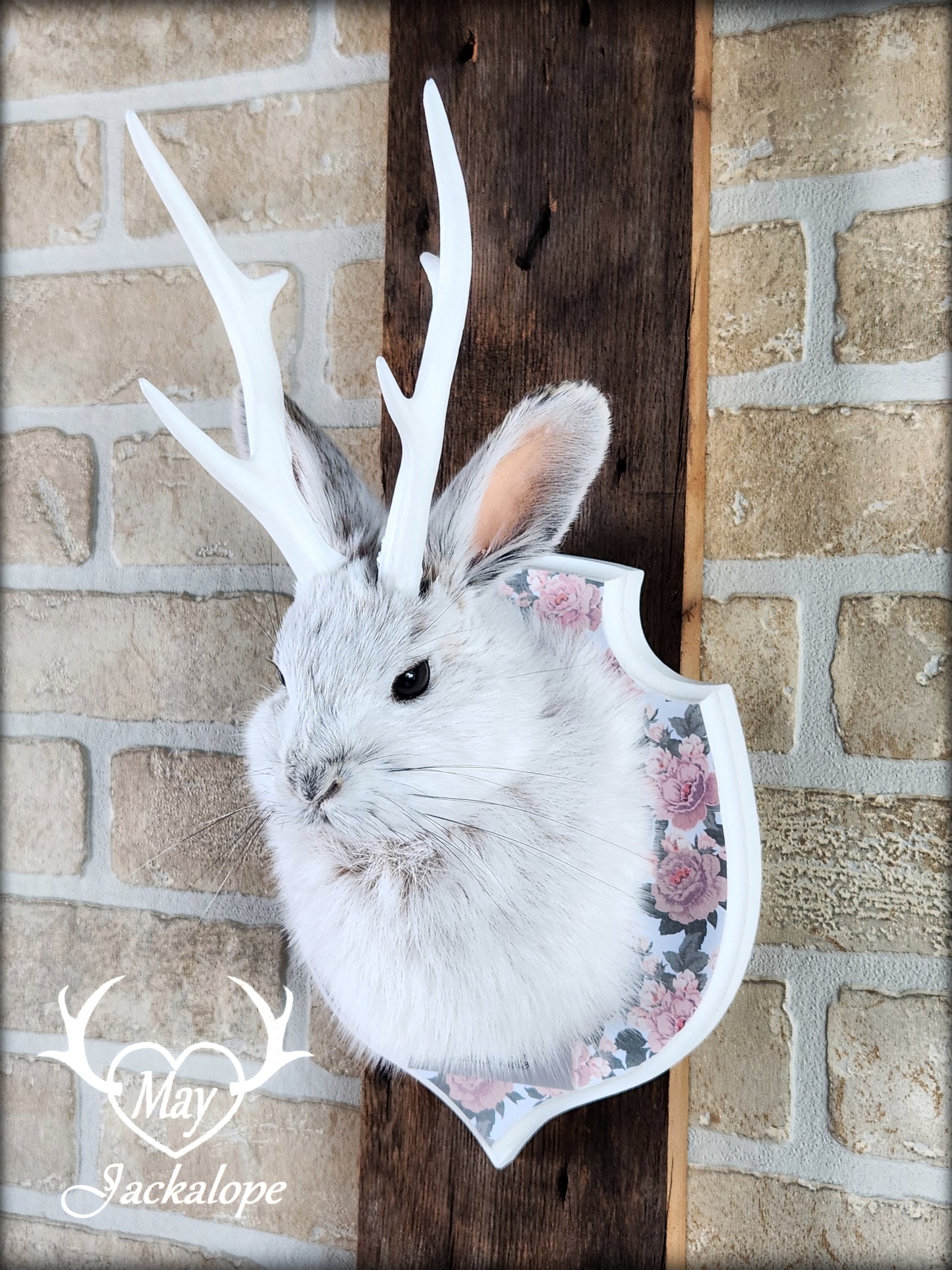 Small jackalope taxidermy, snowshoe hare, white antlers & flower decorated crest plaque