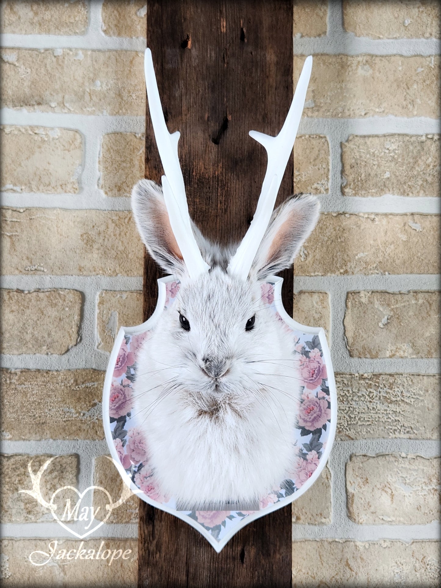 Small jackalope taxidermy, snowshoe hare, white antlers & flower decorated crest plaque