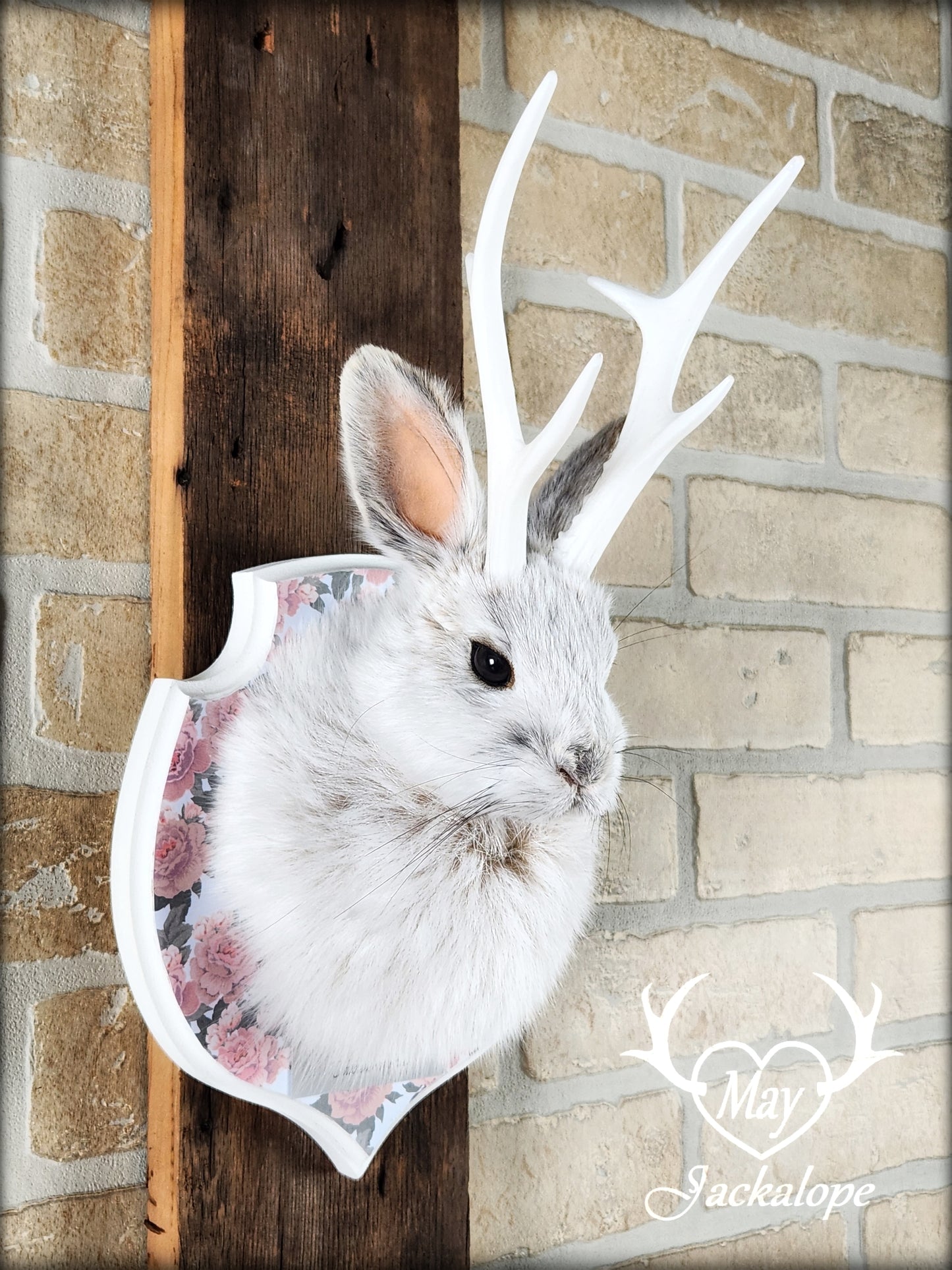 Small jackalope taxidermy, snowshoe hare, white antlers & flower decorated crest plaque