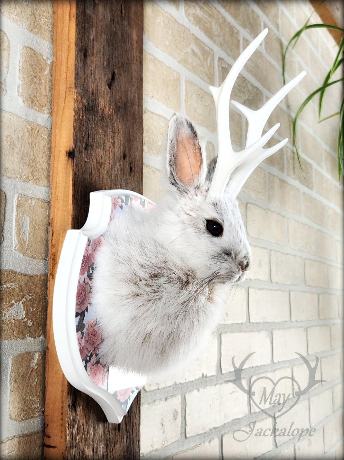 Small jackalope taxidermy, snowshoe hare, white antlers & flower decorated crest plaque