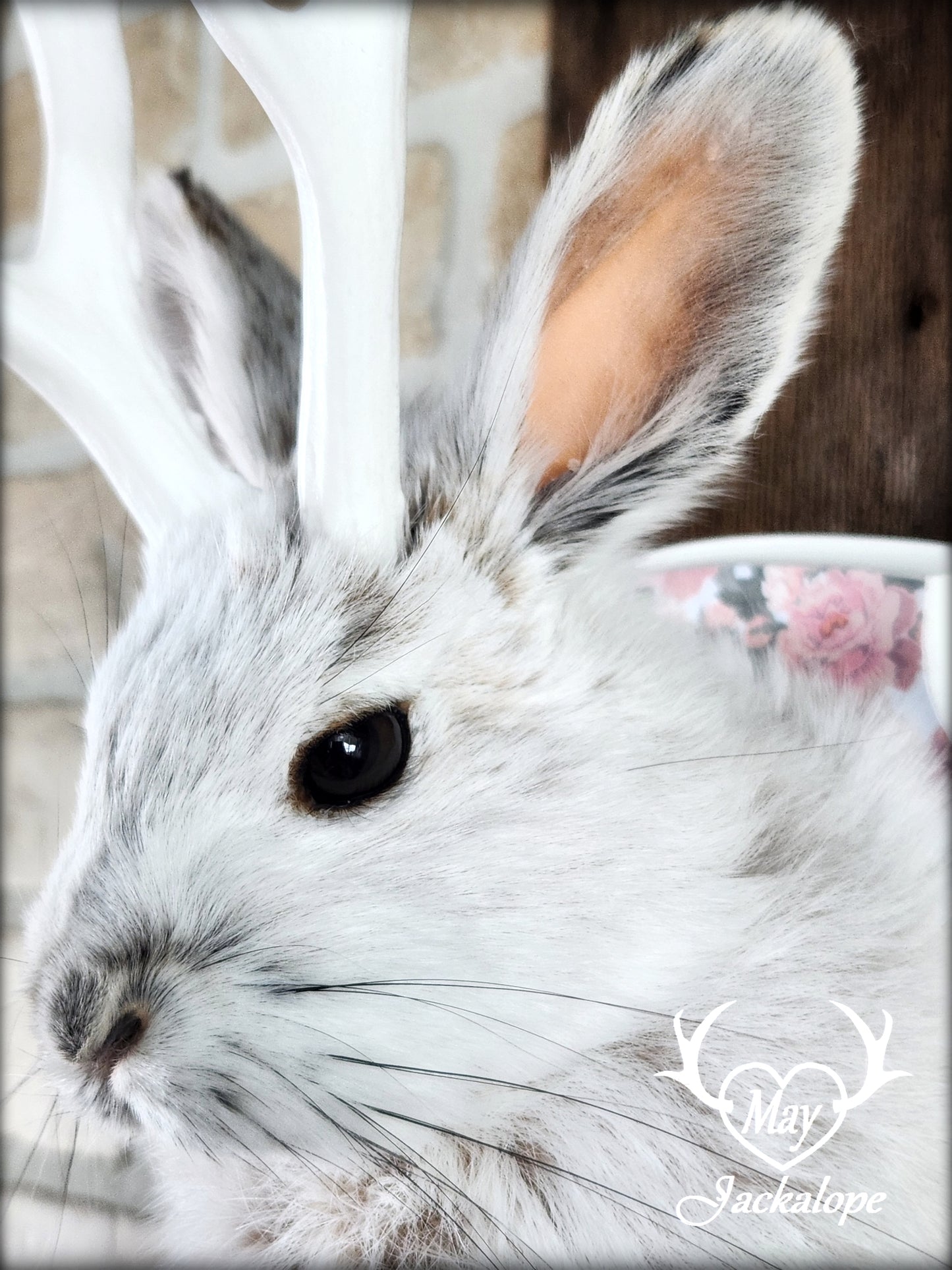 Small jackalope taxidermy, snowshoe hare, white antlers & flower decorated crest plaque