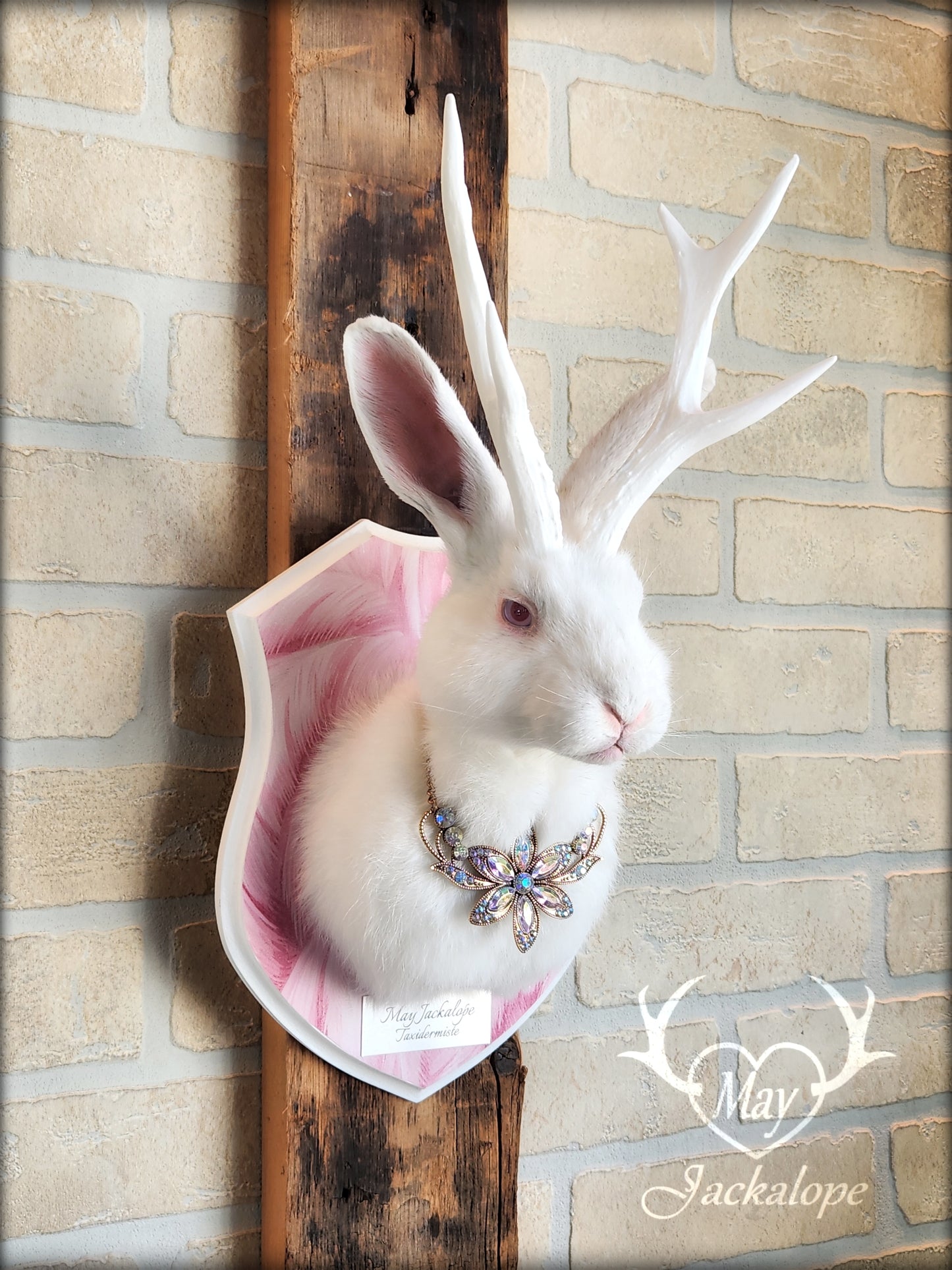 White Jackalope taxidermy with pink albino eyes, white antlers replica & neclace